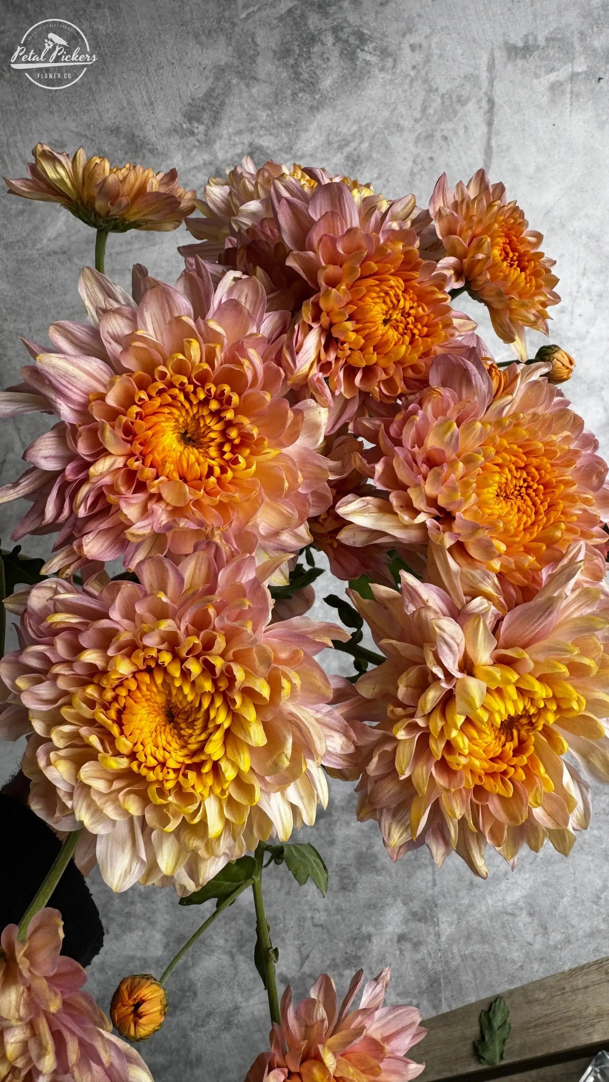Rooted Cutting (5-pk) Heirloom Mum- Annie Girl PetalPickers