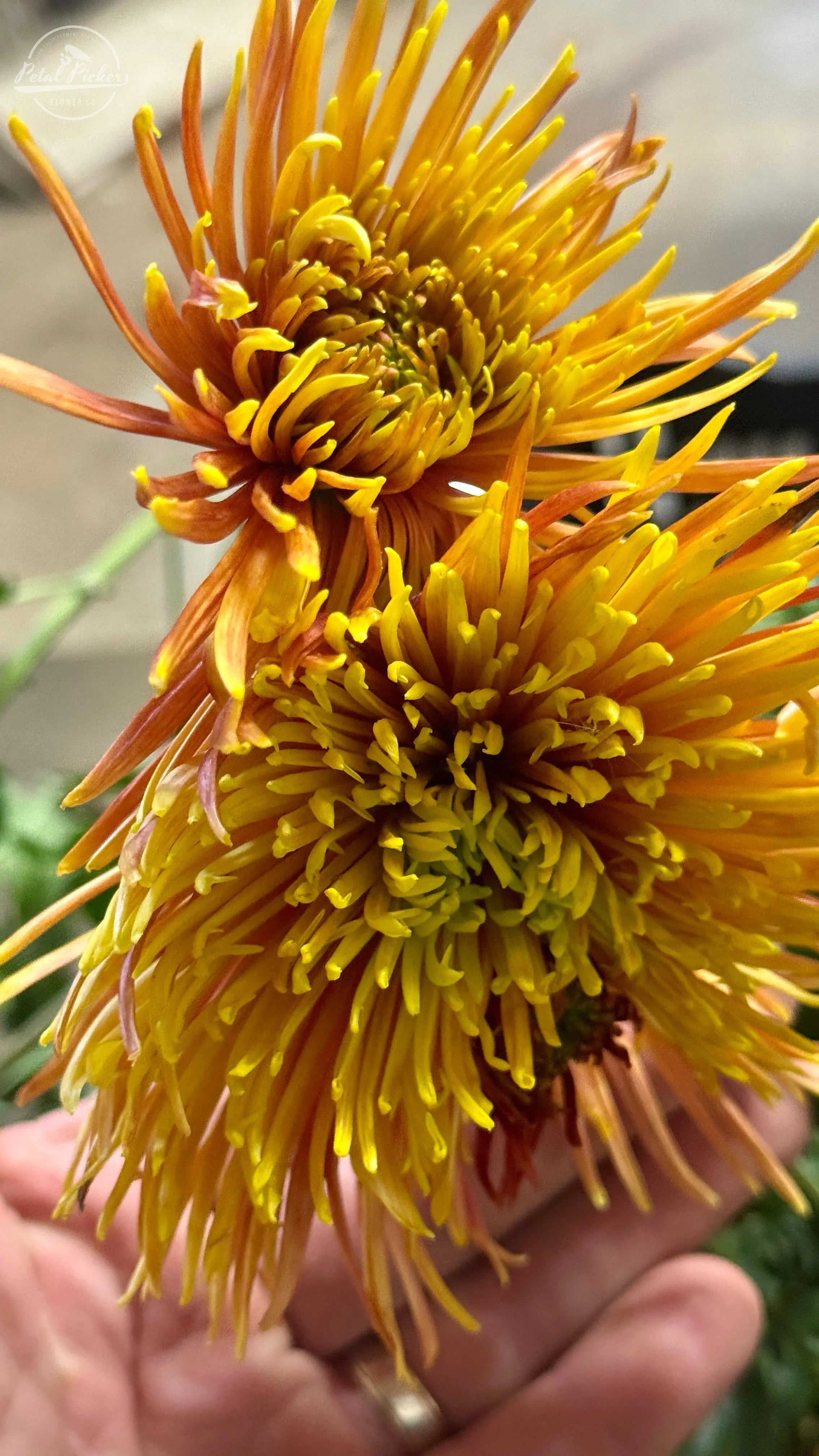 Rooted Cutting Heirloom Mum- Saffina 2pk PetalPickers RETAIL