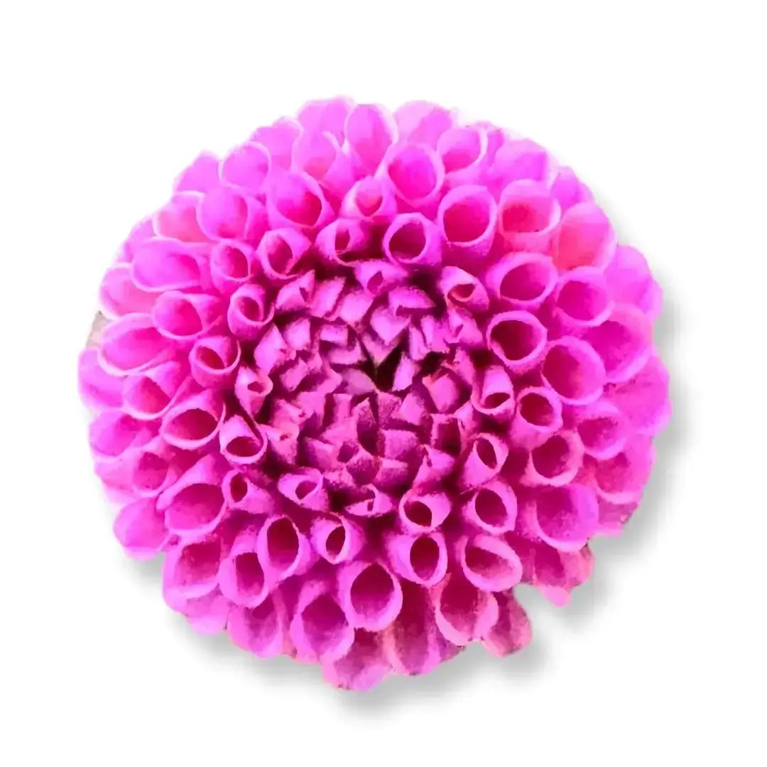 Rooted Cutting (2-pk) Dahlia-Barbarry Atlantean PetalPickers