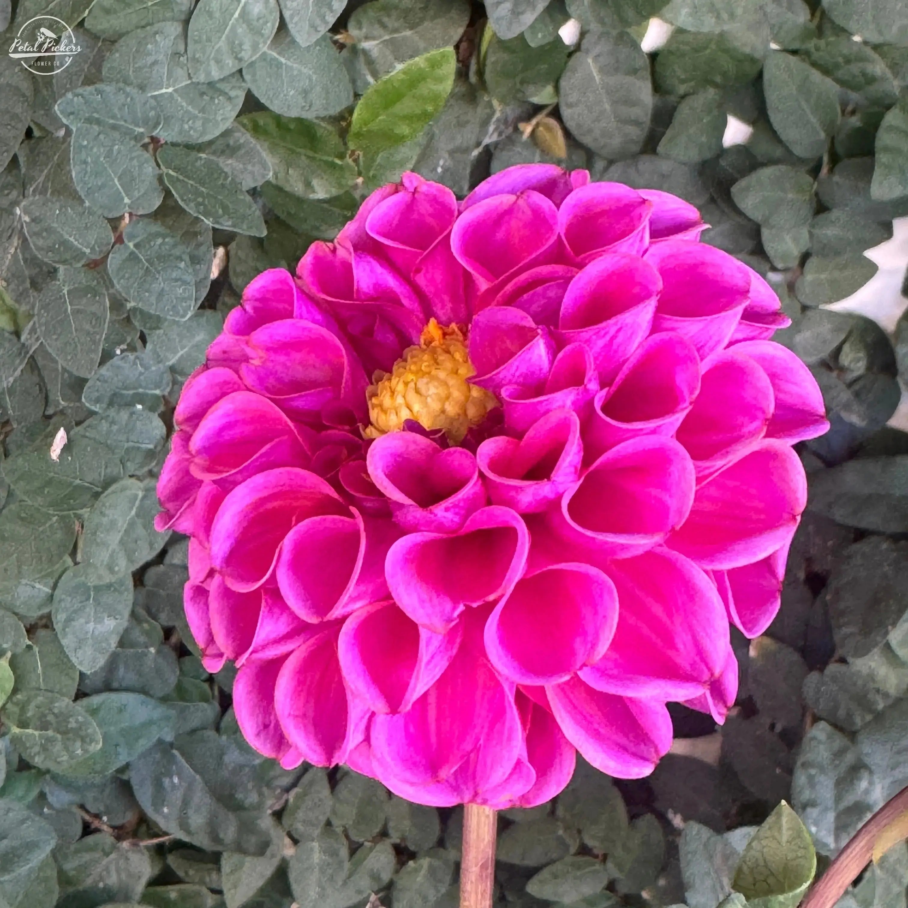Rooted Cutting Dahlia (2-pk) - PetalPickers RETAIL