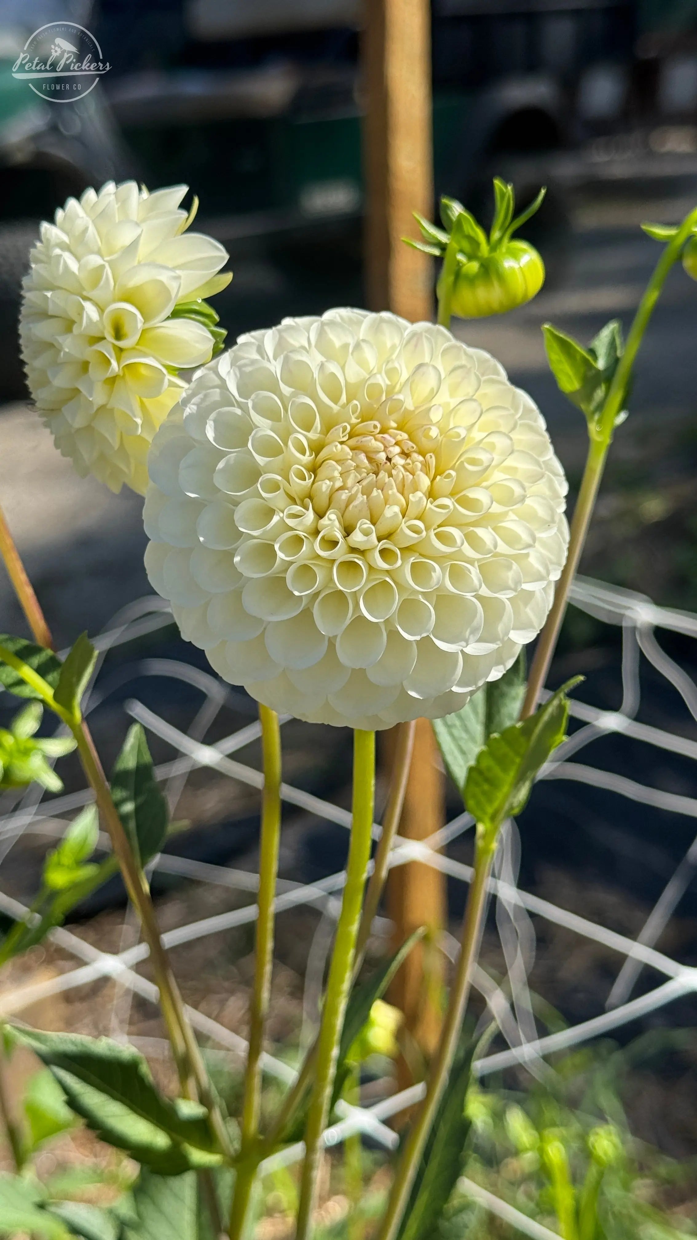 Rooted Cutting (2-pk) Dahlia-20th Ave Tradition PetalPickers