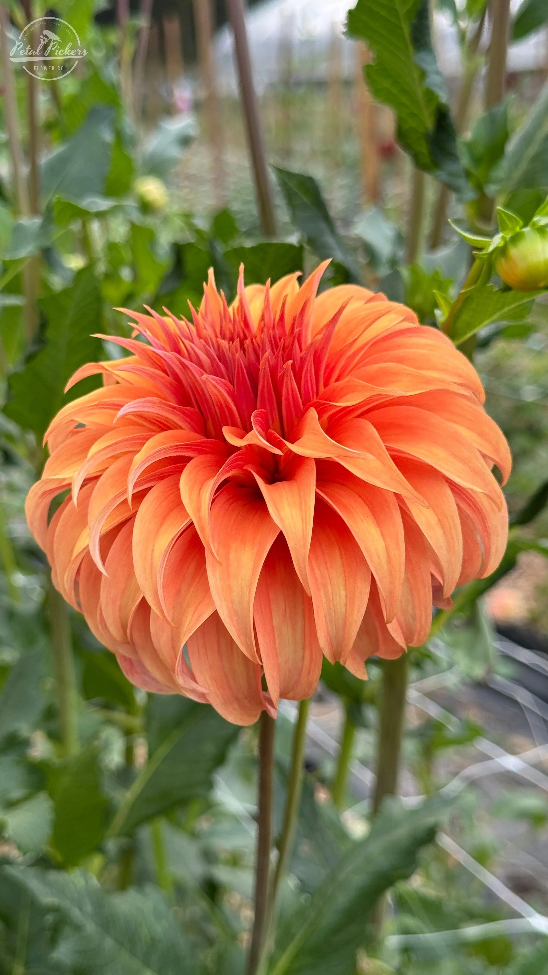 Rooted Cutting (2-pk) Dahlia- Bloomquist Jean PetalPickers RETAIL