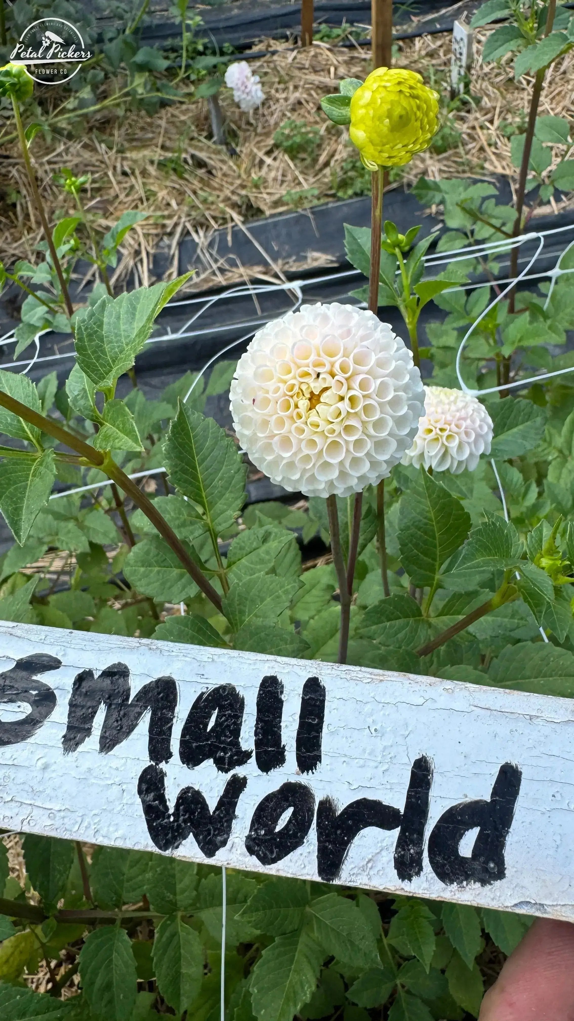 Rooted Cutting (2-pk) Dahlia-Small World PetalPickers