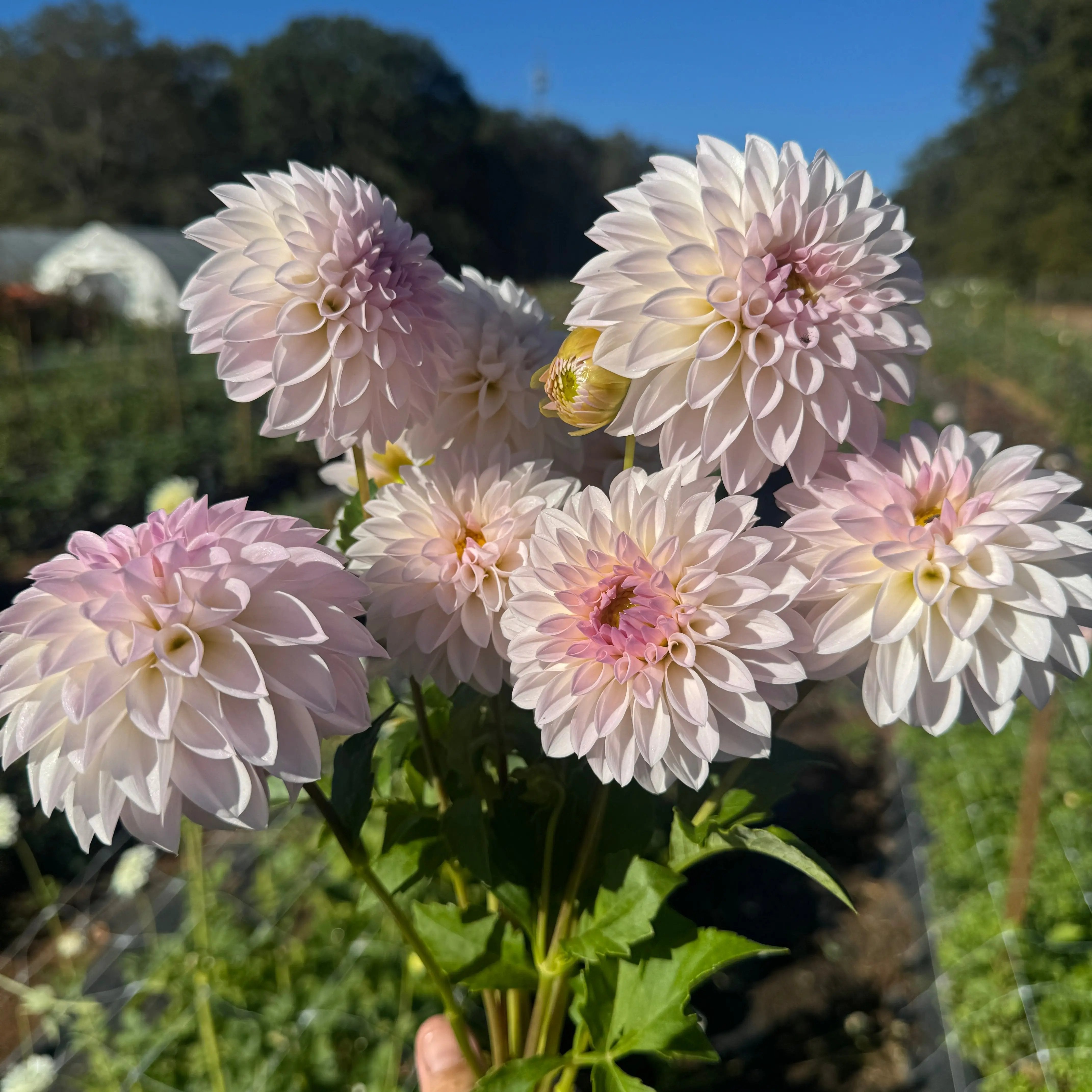 Rooted Cutting (2-pk) Dahlia-Bloomquist Tori P PetalPickers