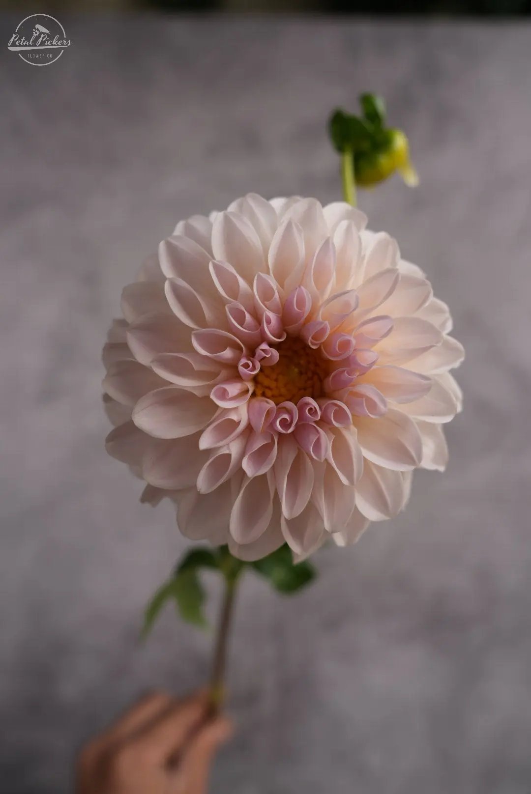 Rooted Cutting (2-pk) Dahlia-Bloomquist Tori P PetalPickers