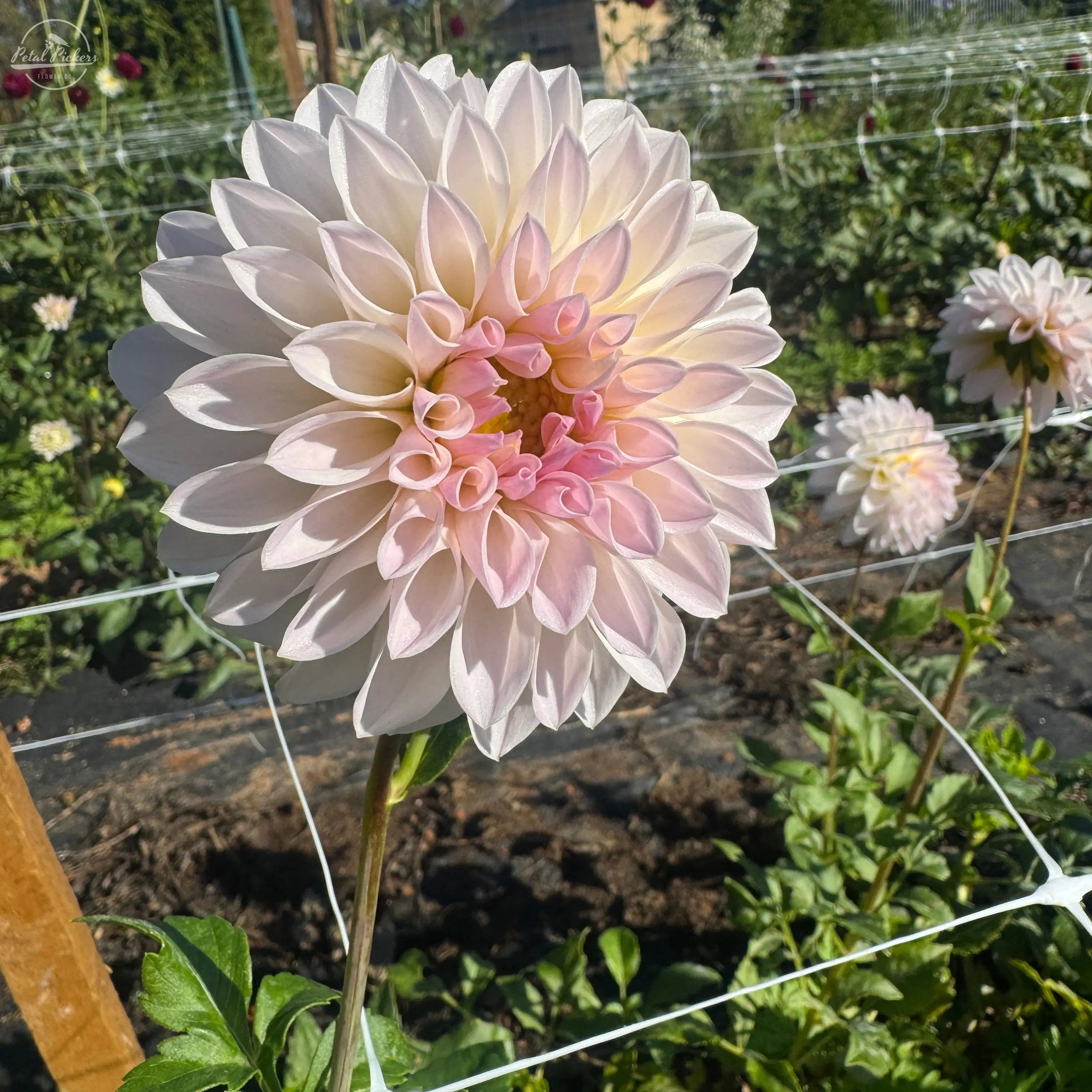 Rooted Cutting (2-pk) Dahlia-Bloomquist Tori P PetalPickers