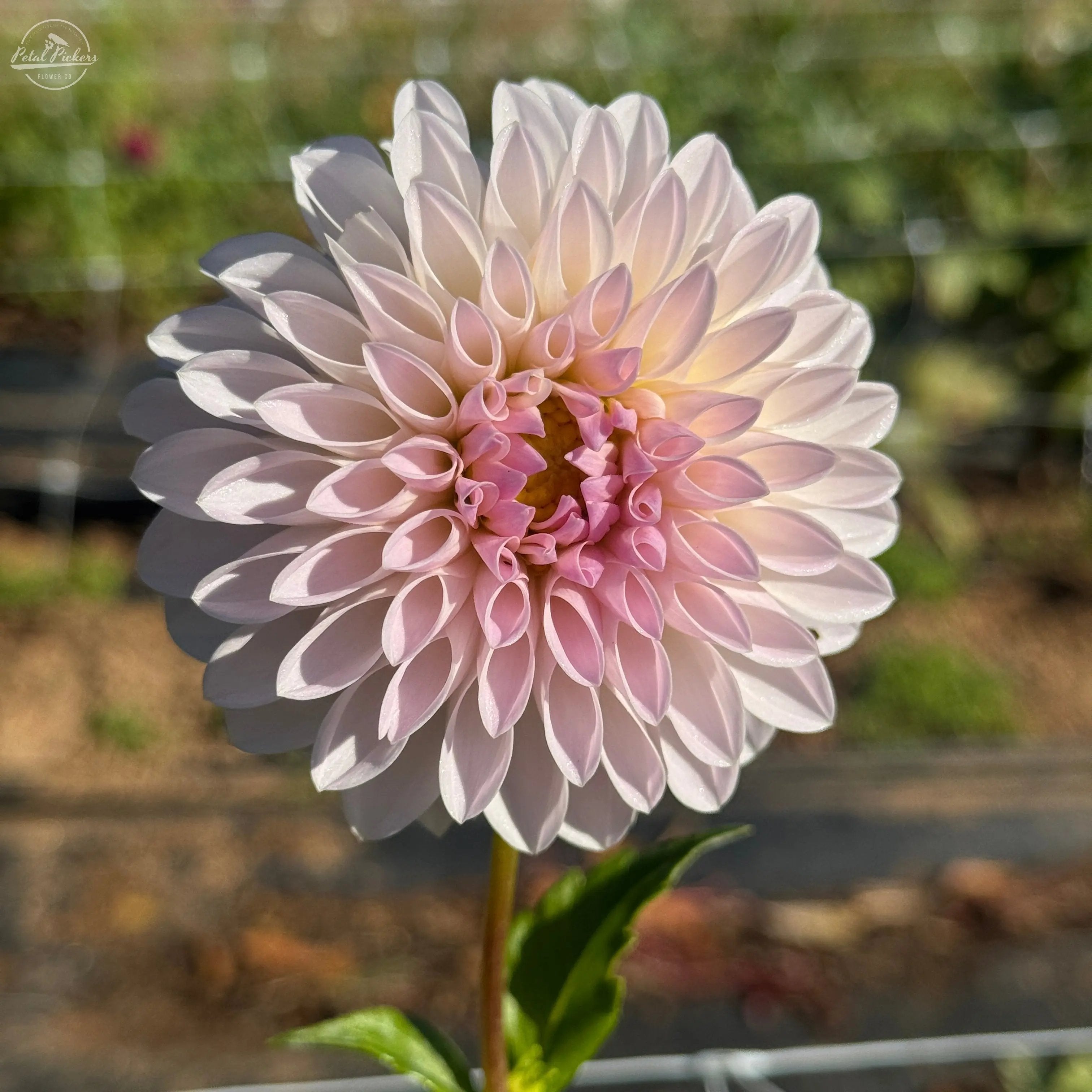 Rooted Cutting (2-pk) Dahlia-Bloomquist Tori P PetalPickers