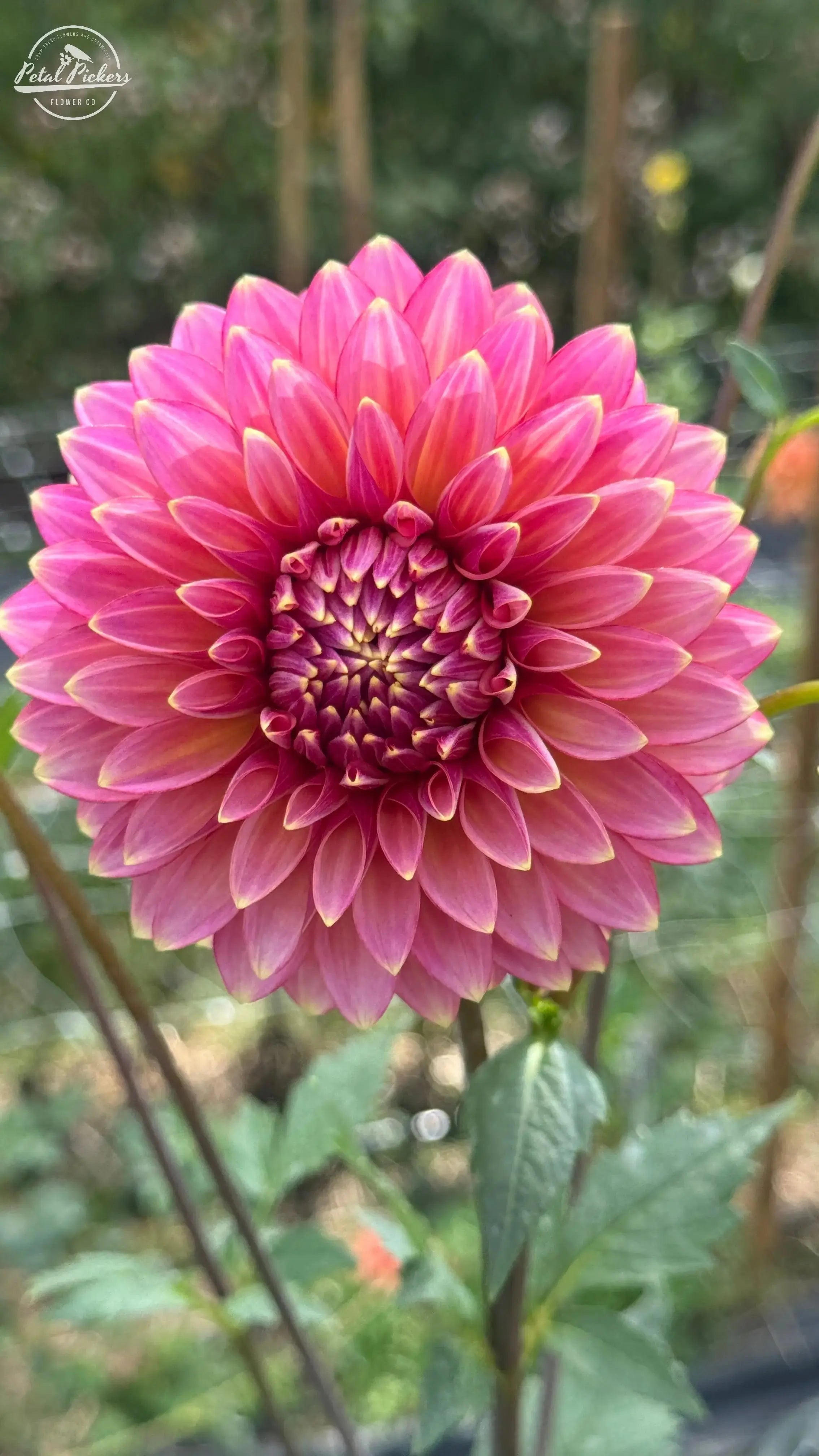 Rooted Cutting (2-pk) Dahlia- Bloomquist Mojo PetalPickers RETAIL