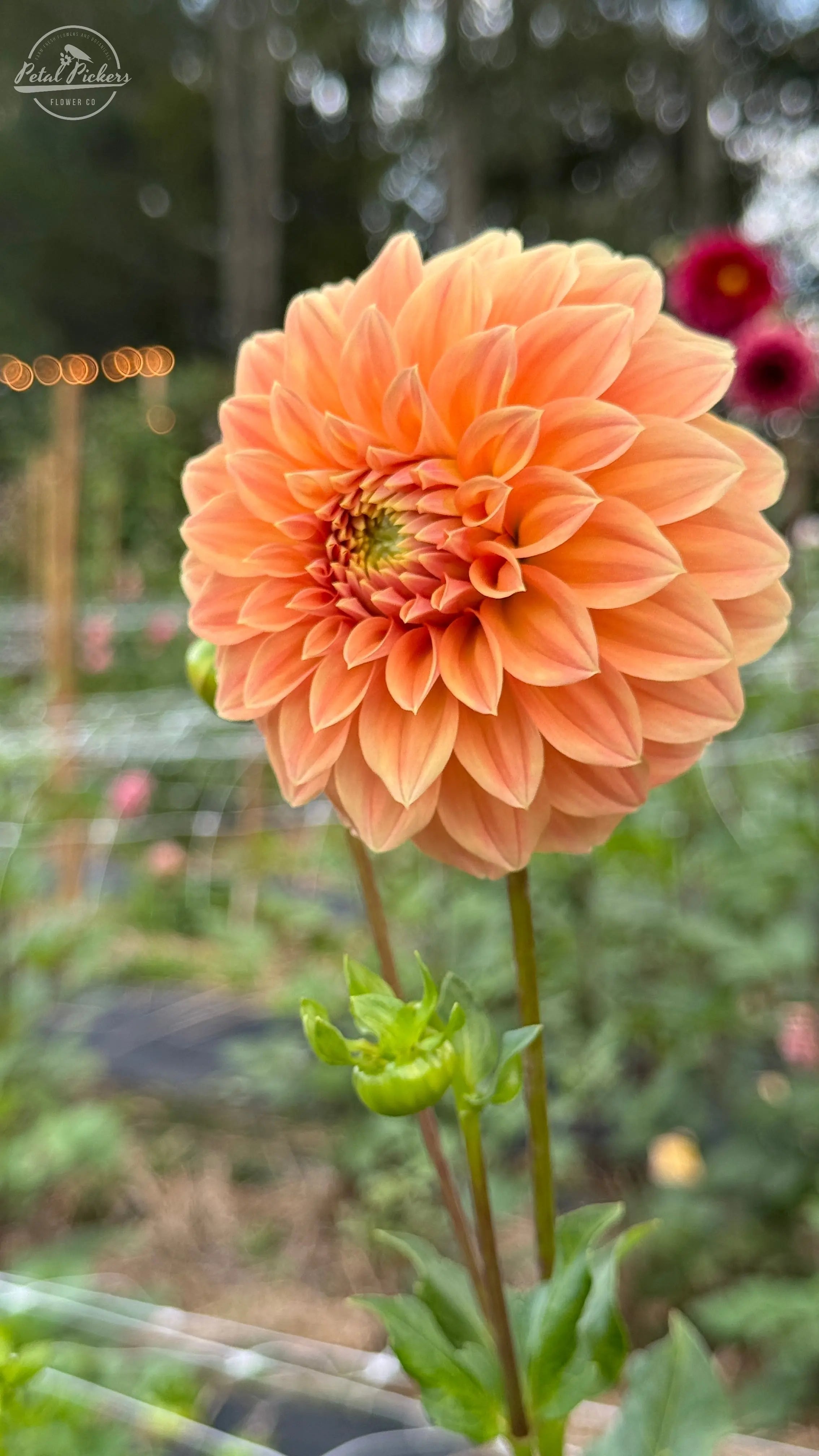 Rooted Cutting Dahlia (2-pk) - PetalPickers RETAIL