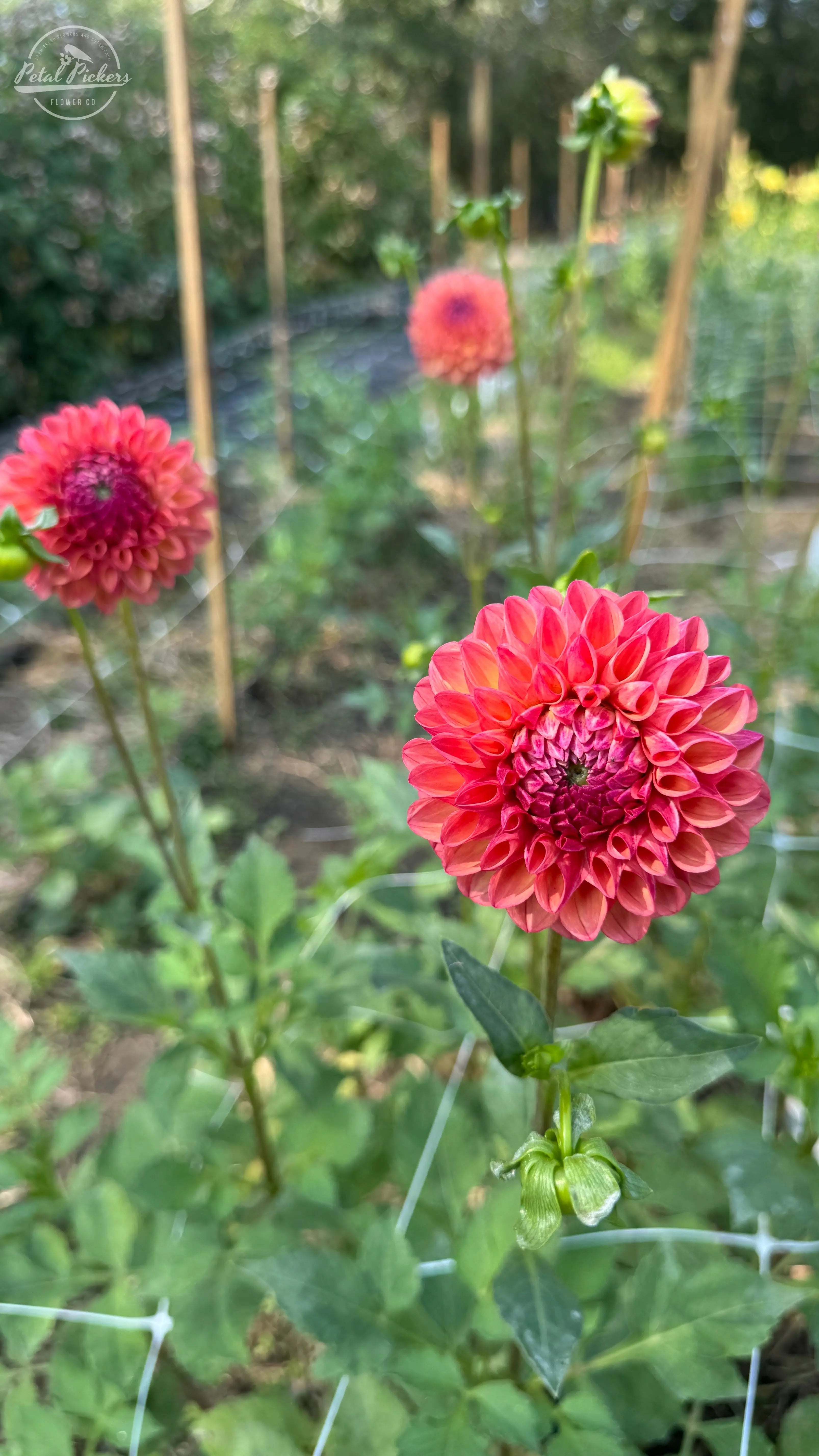 Rooted Cutting (2-pk) Dahlia-Ceceil PetalPickers