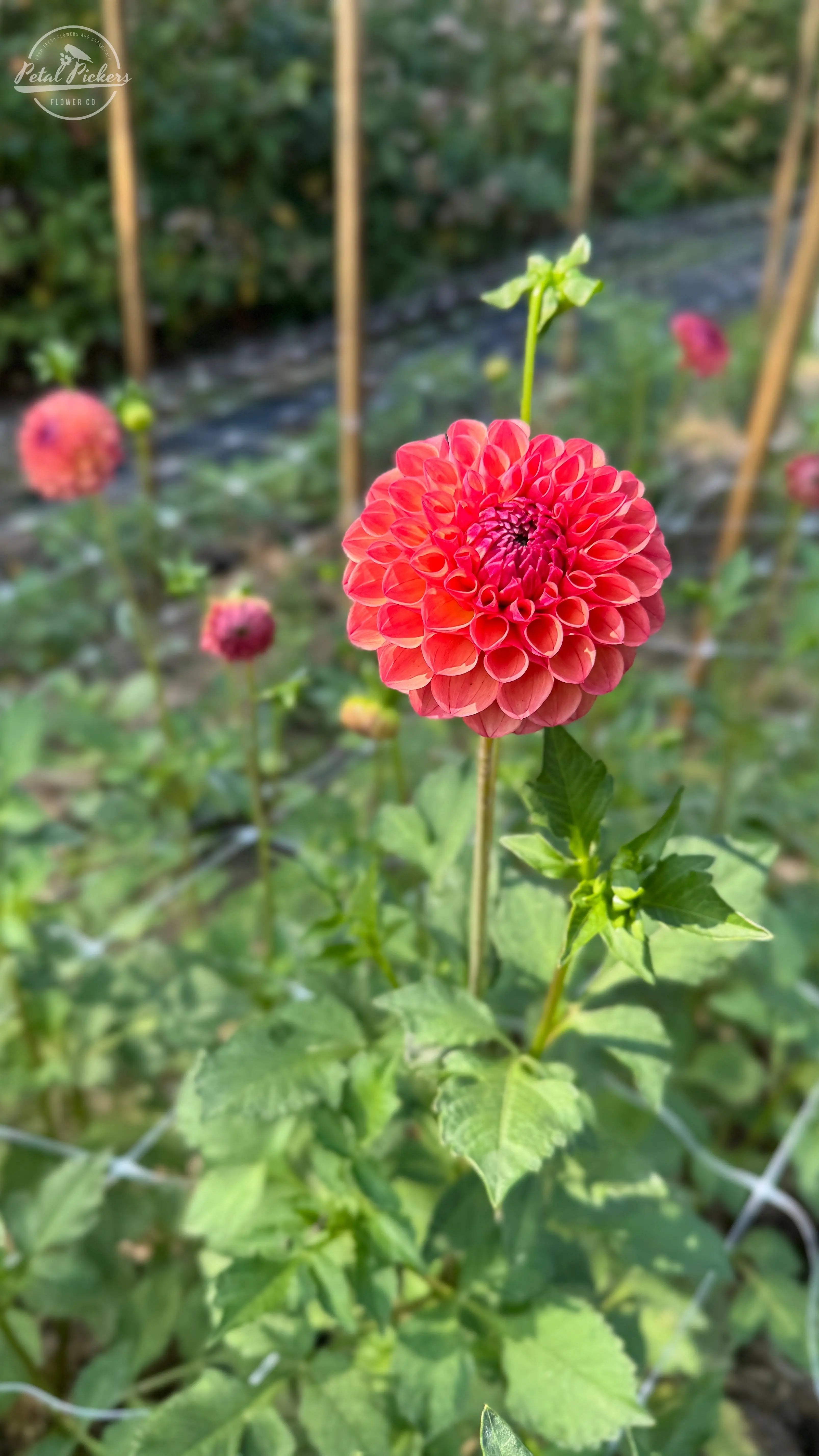 Rooted Cutting (2-pk) Dahlia-Ceceil PetalPickers