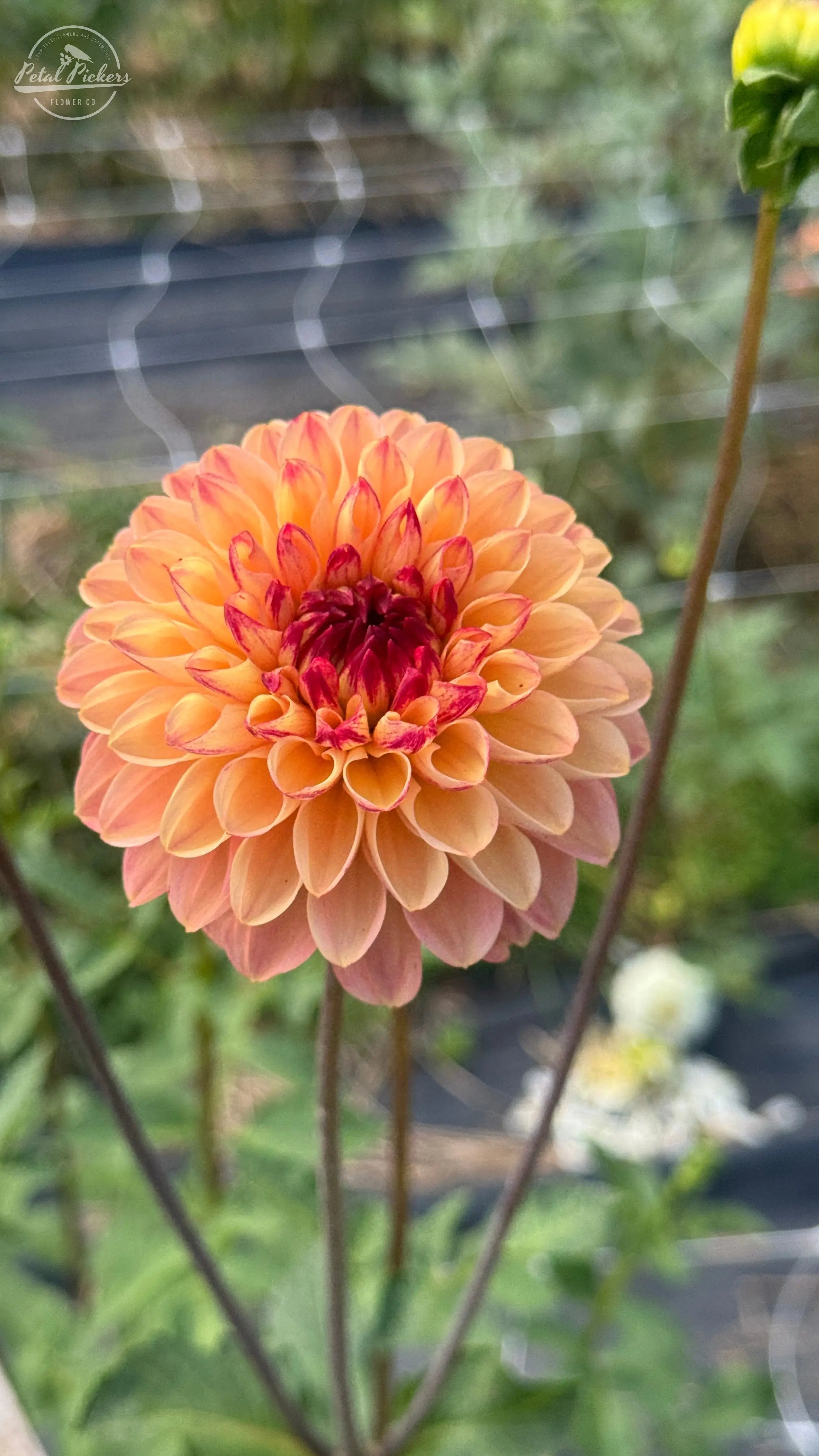 Rooted Cutting (2-pk) Dahlia- Wine Eyed Jill Buttercream PetalPickers RETAIL