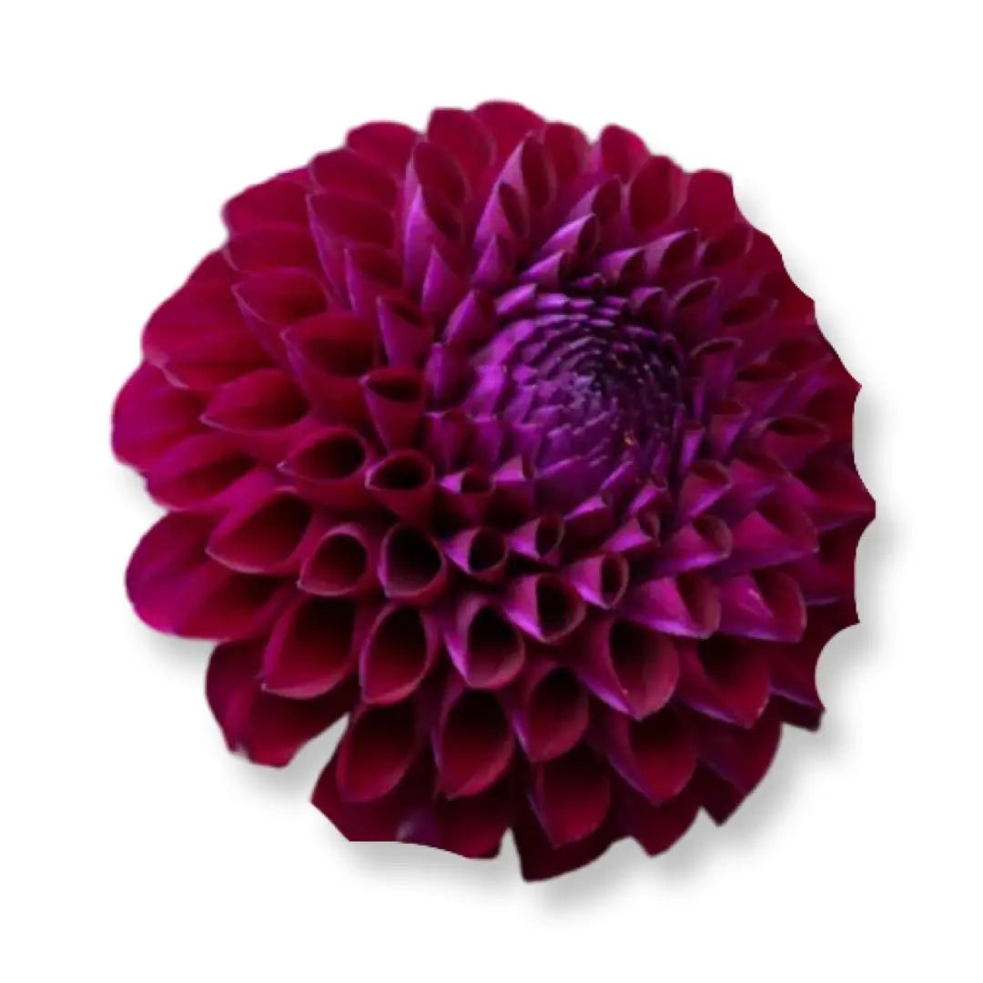 Rooted Cutting (5-pk) Dahlia- Chimacum Troy PetalPickers RETAIL