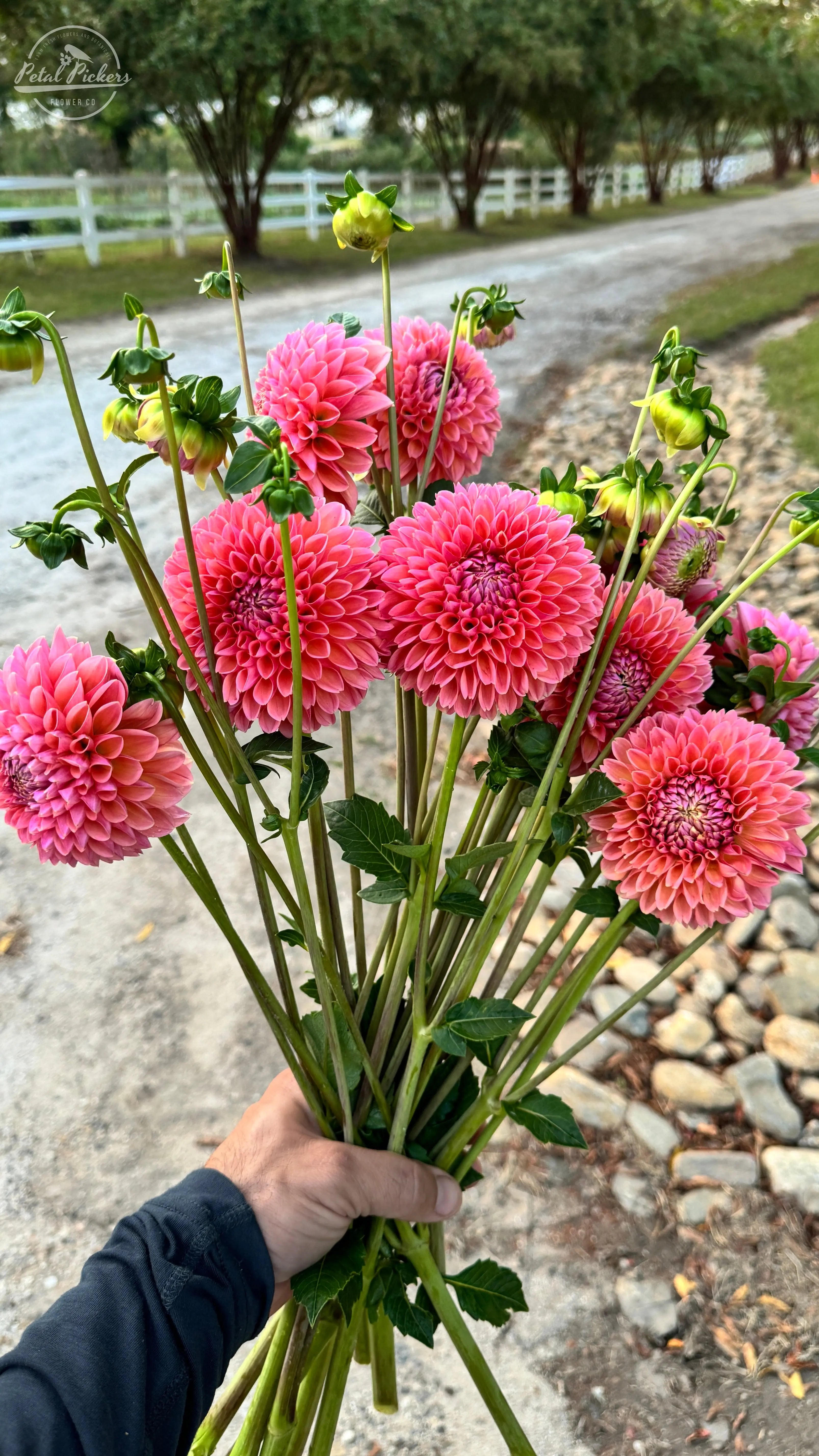 Rooted Cutting (5-pk) Dahlia-Linda's Baby PetalPickers