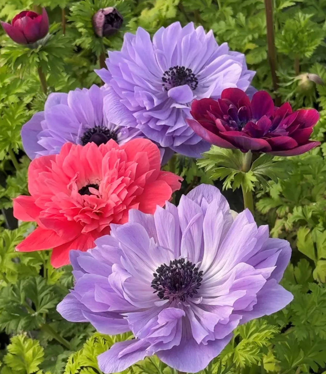 Anemone- Italian Levante Mix