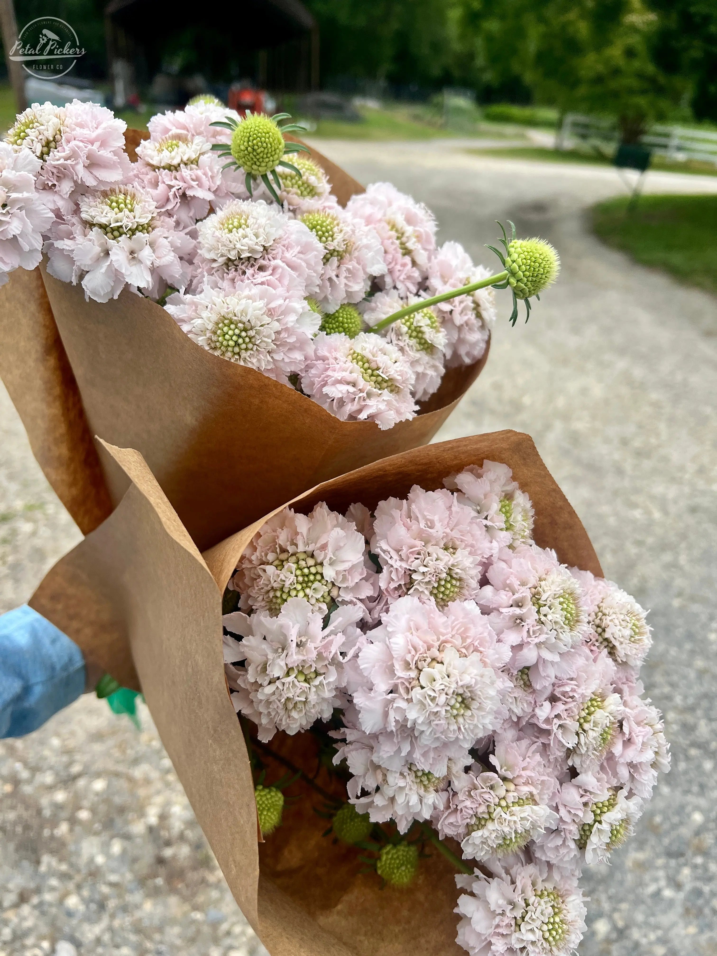 Single Shipment- Box of Blush Scoop Scabiosa PetalPickers RETAIL