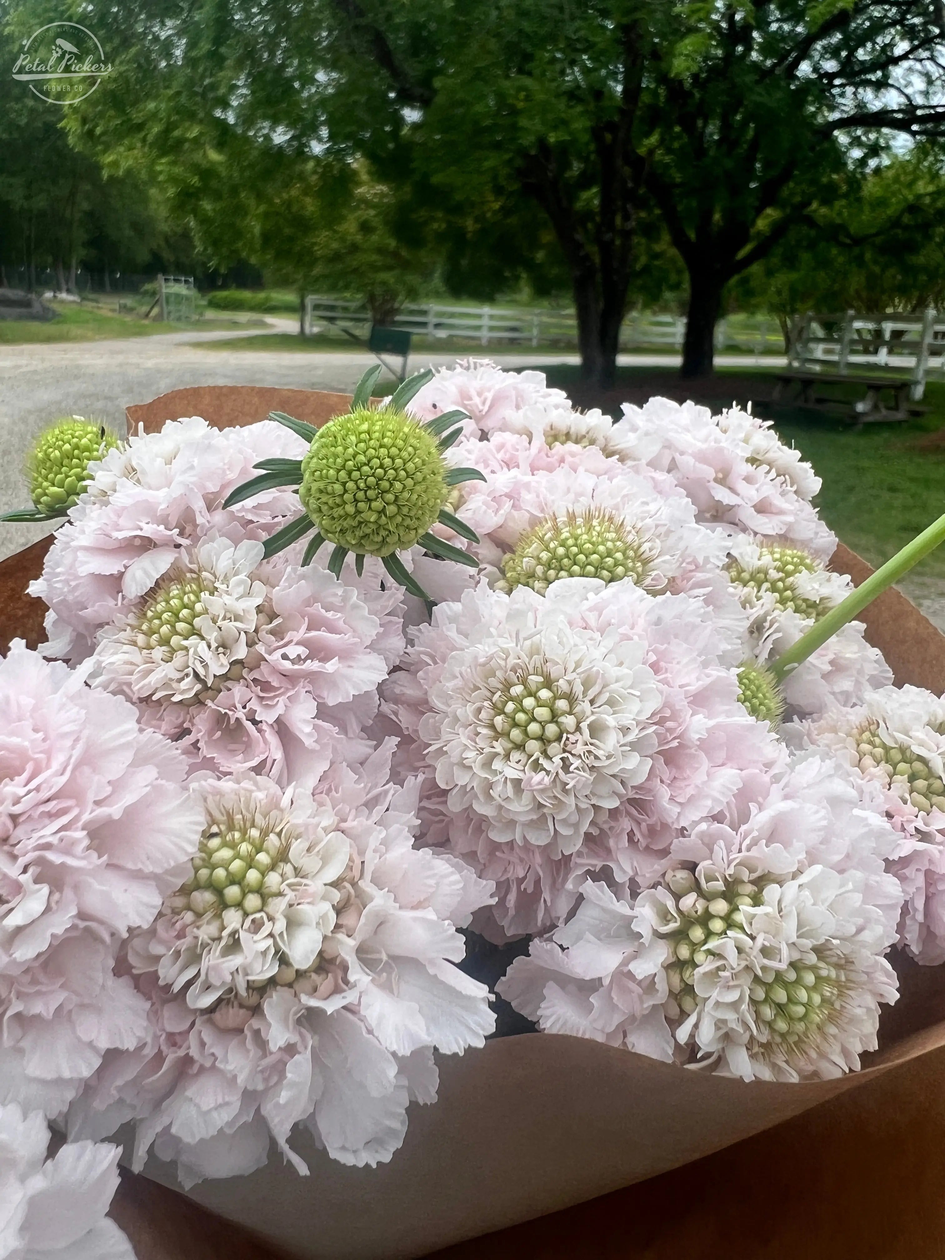 Single Shipment- Box of Blush Scoop Scabiosa PetalPickers RETAIL