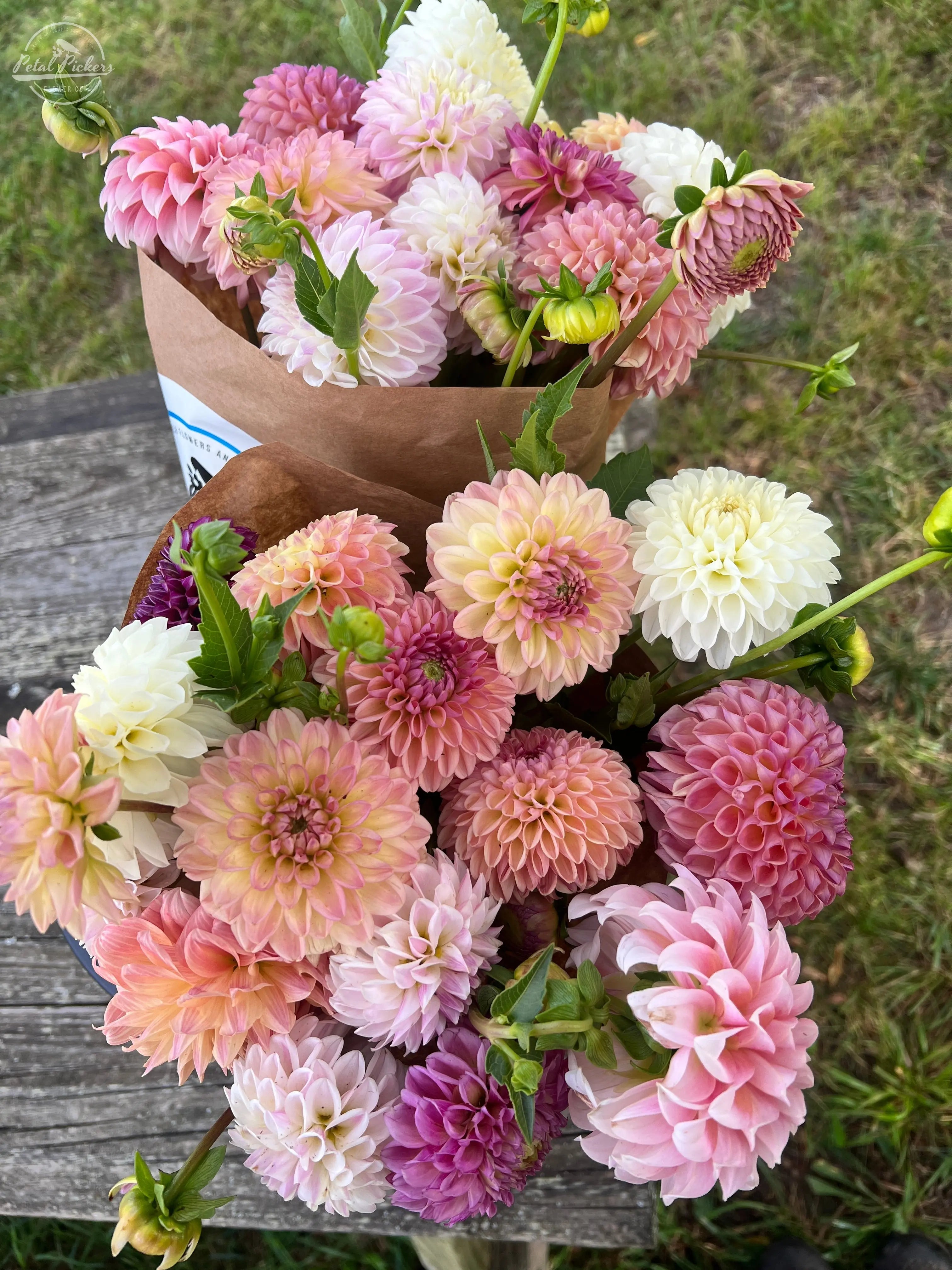 Single Shipment- Dahlia Box PetalPickers RETAIL