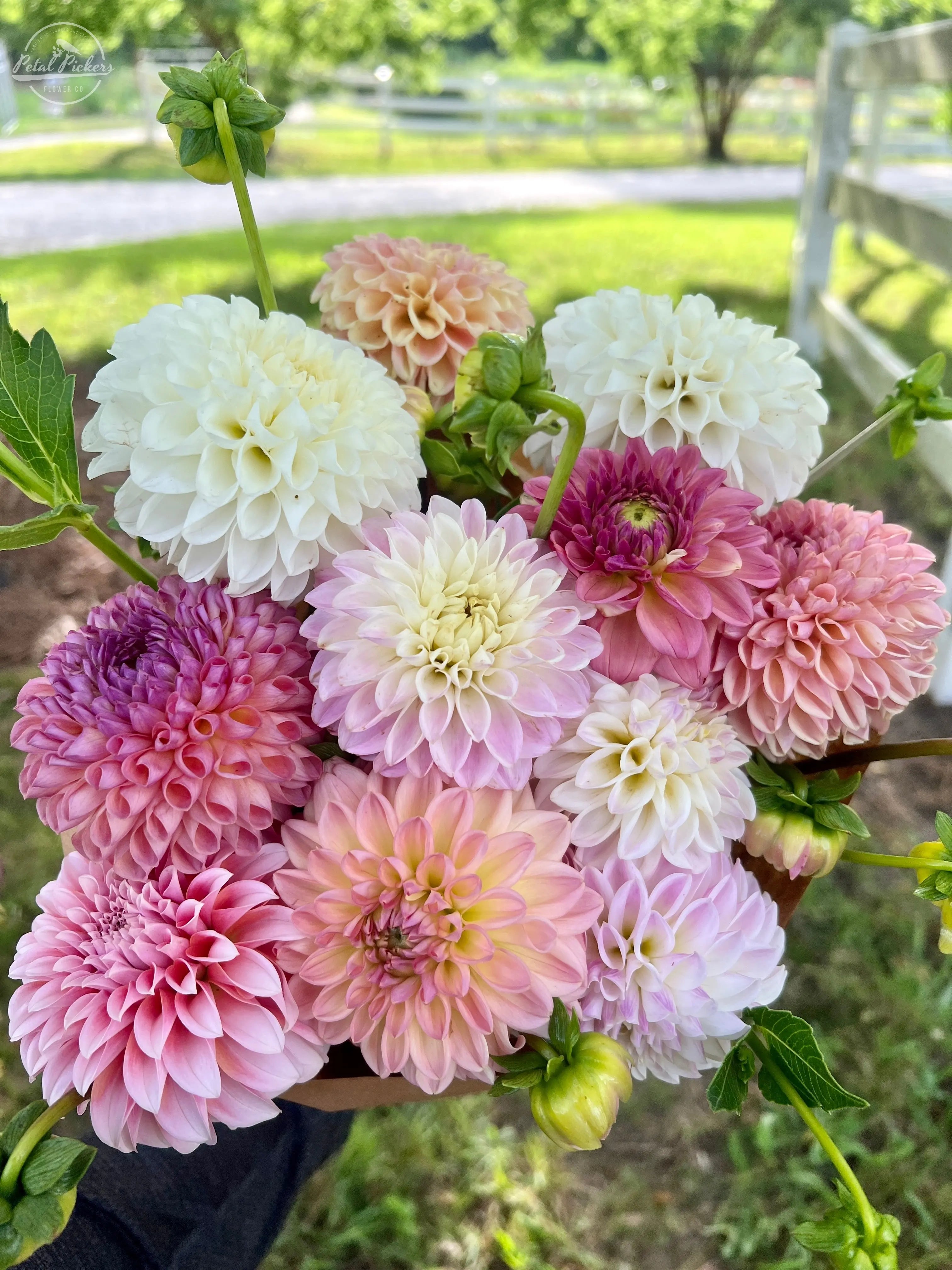 Single Shipment- Dahlia Box PetalPickers RETAIL