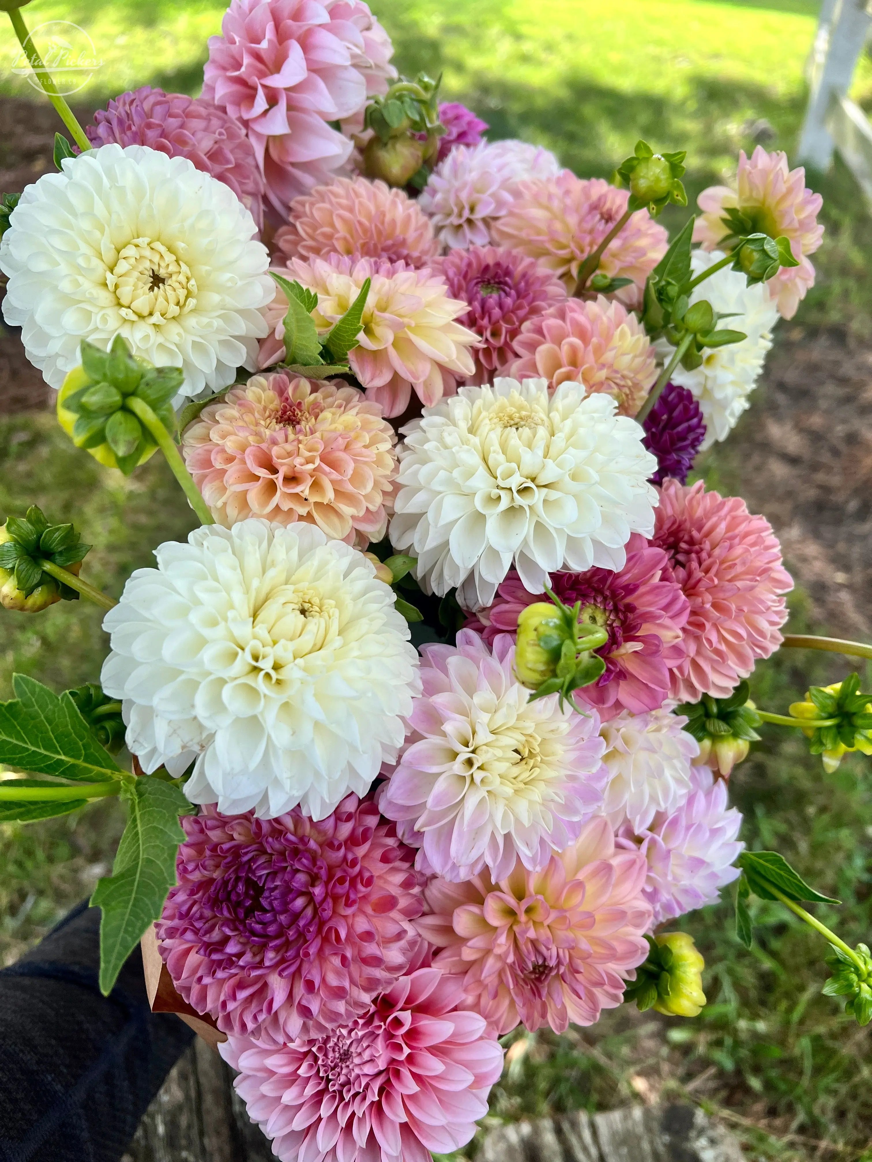 Single Shipment- Dahlia Box PetalPickers RETAIL