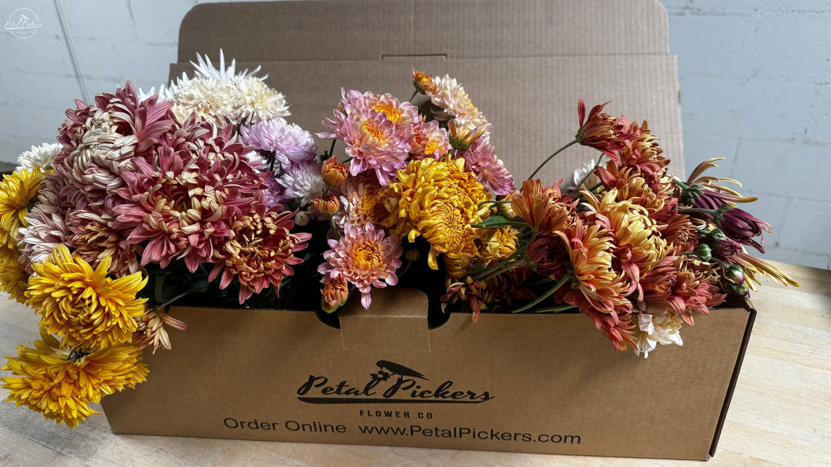 Single Shipment- Heirloom Mum Box PetalPickers RETAIL