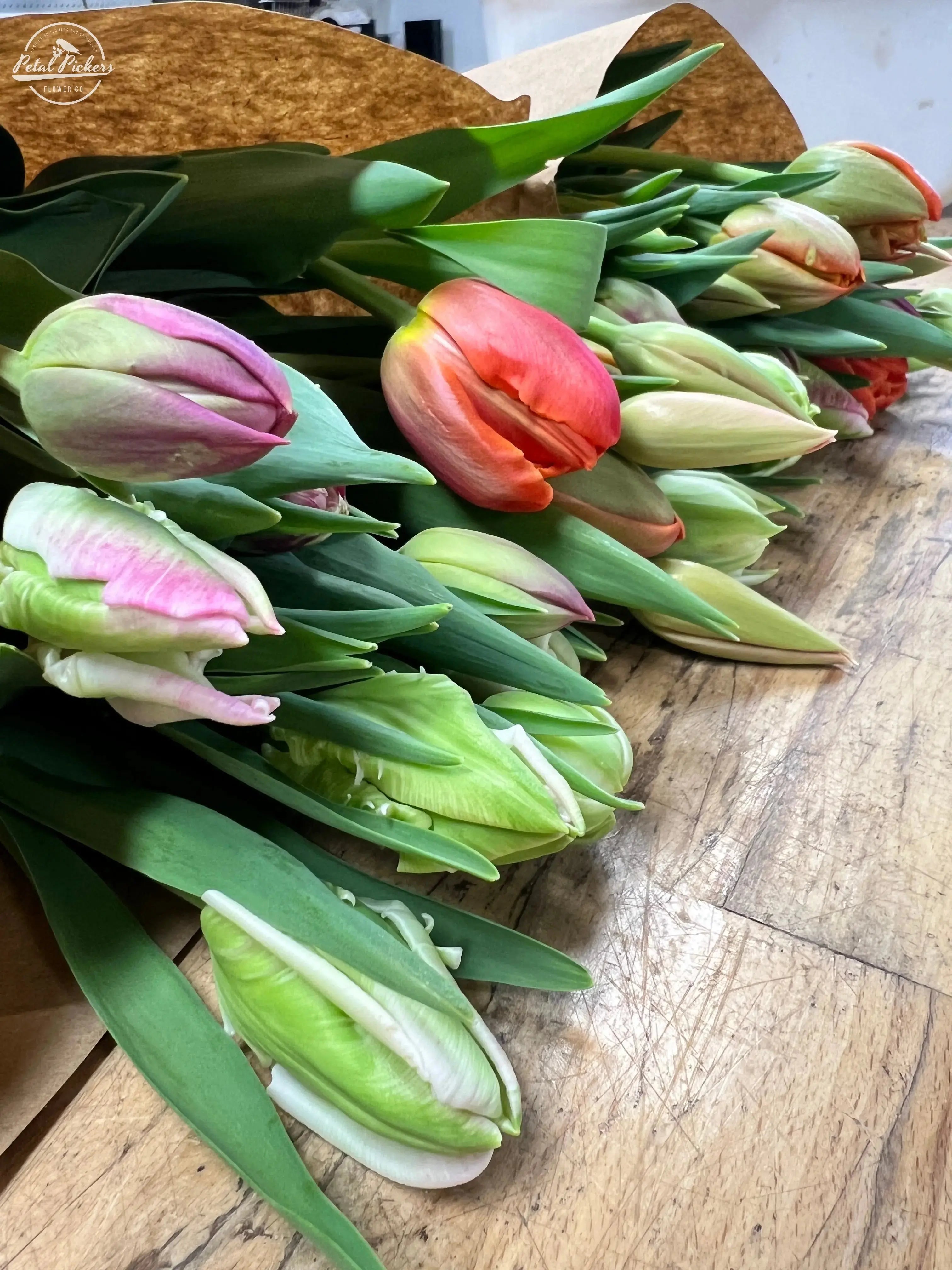 Single Shipment- Specialty Tulips PetalPickers