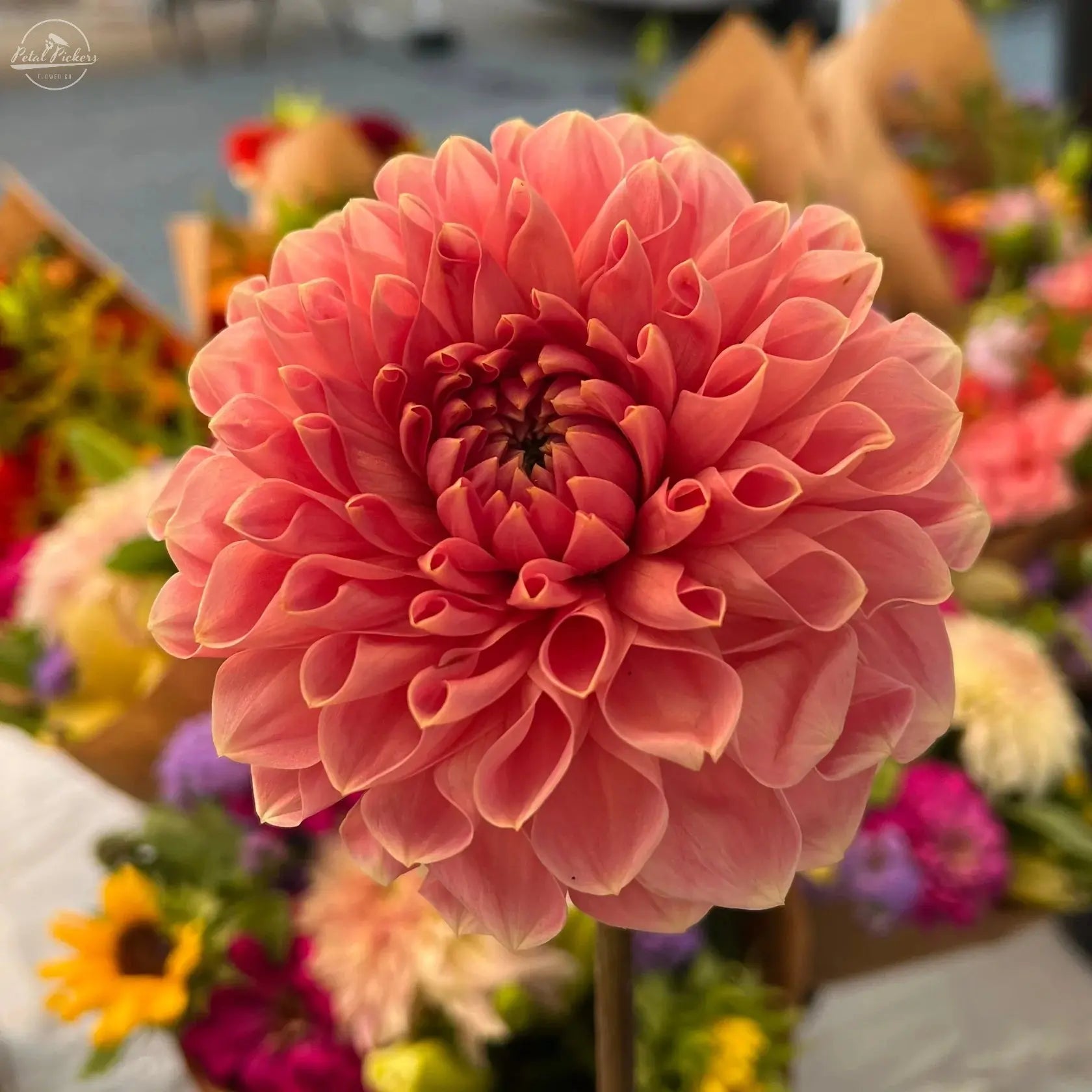 Spring Shipped- Romance PetalPickers RETAIL