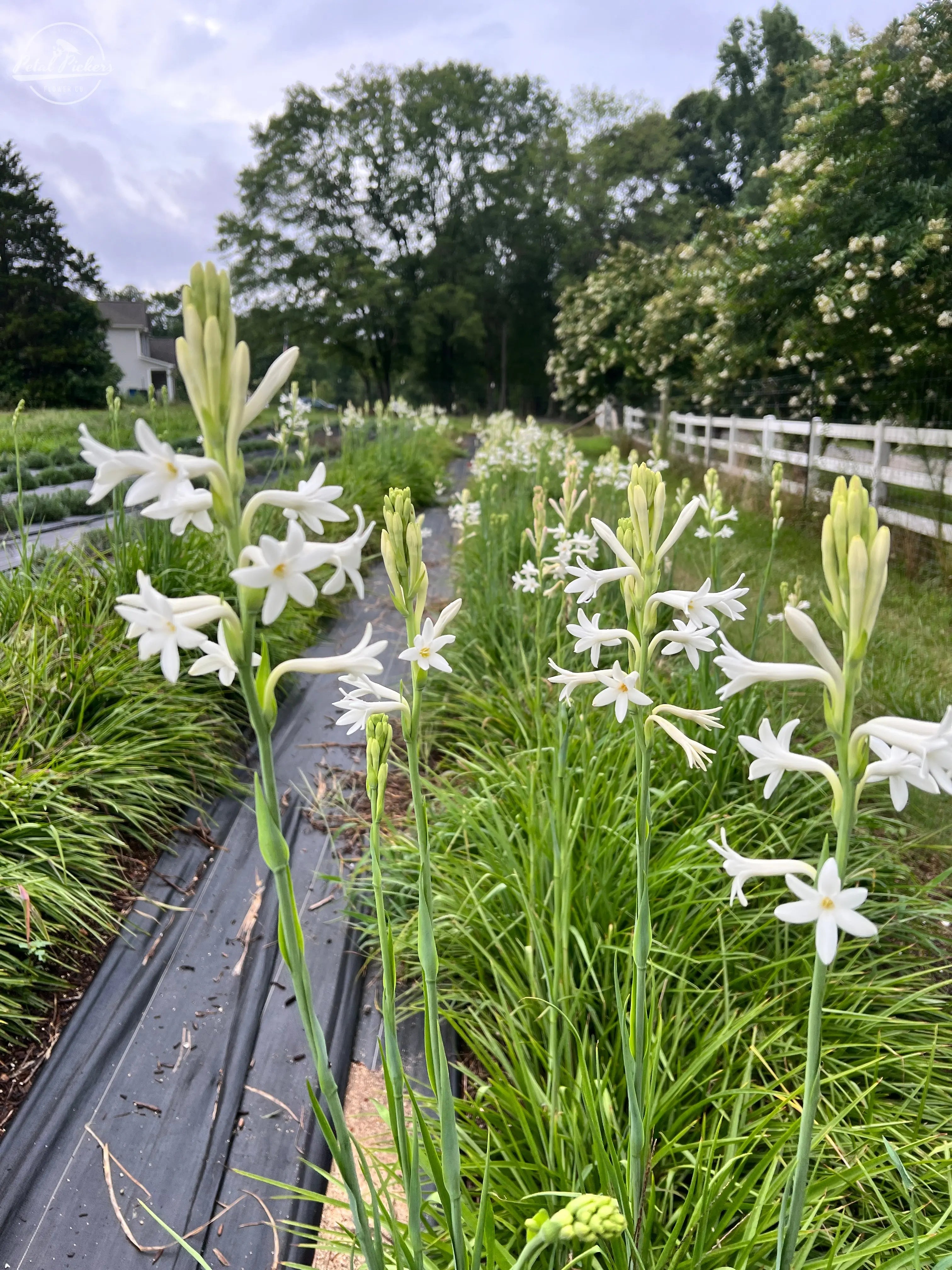 Tuberose 3-4cm Bulbs PetalPickers RETAIL