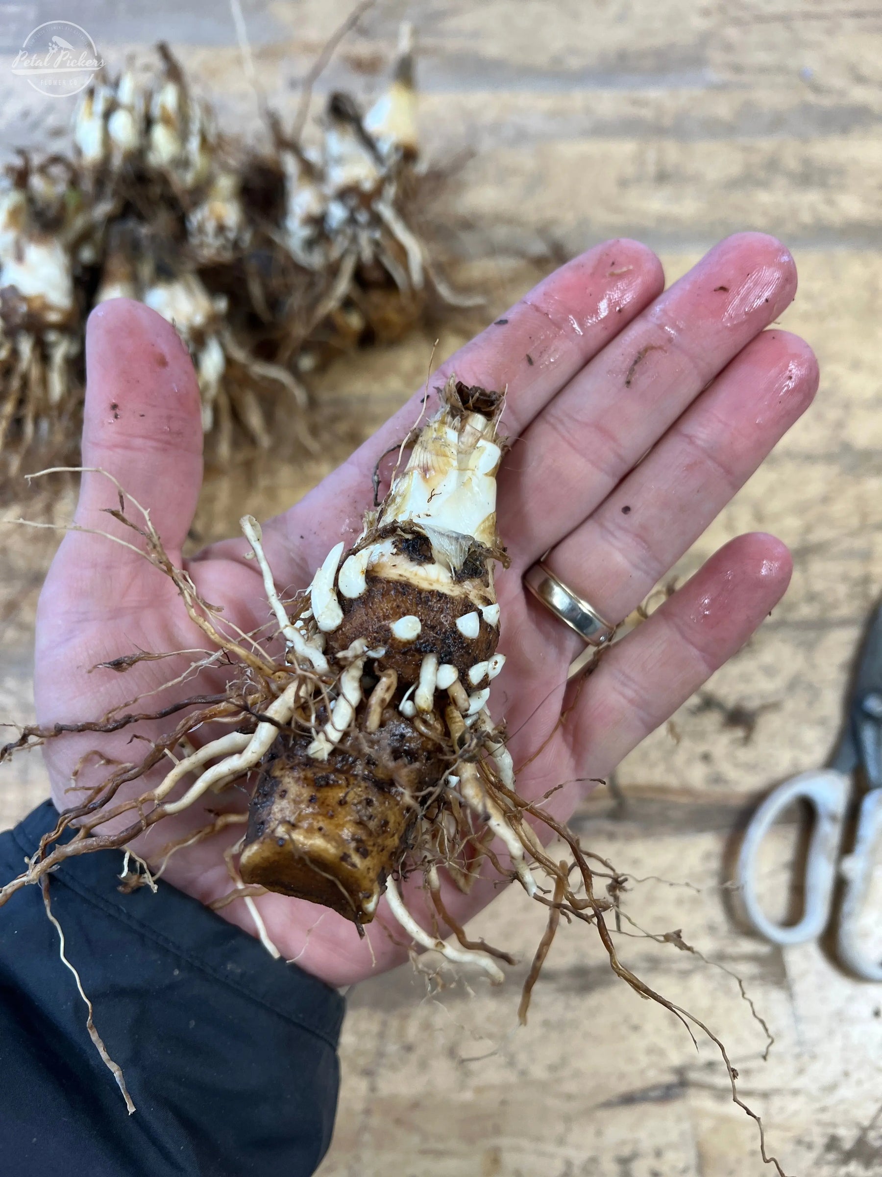 Tuberose Growing Guide – PetalPickers RETAIL
