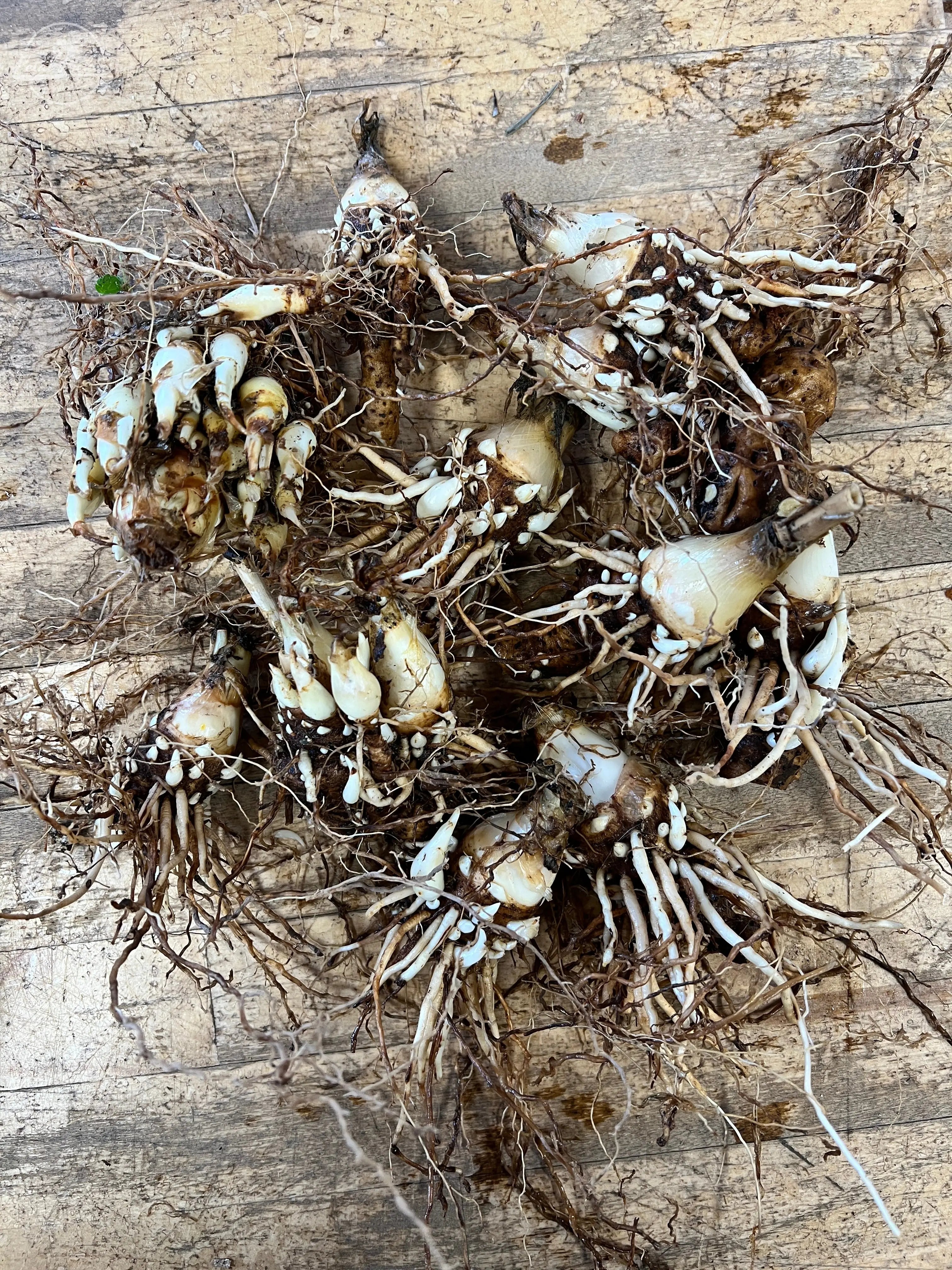 Tuberose 3-4cm Bulbs PetalPickers RETAIL