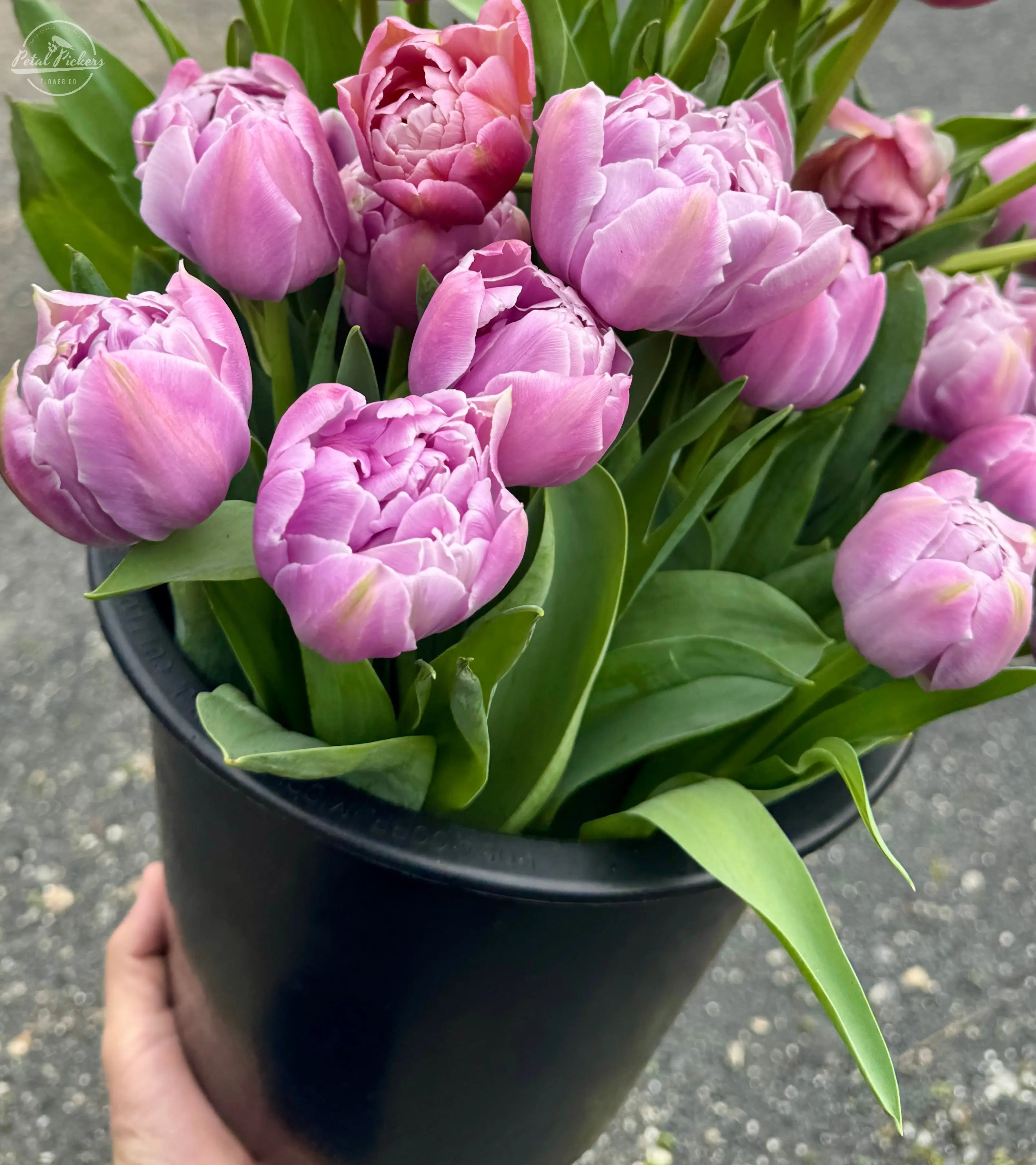 Tulip- Katinka (10 Pack) PetalPickers