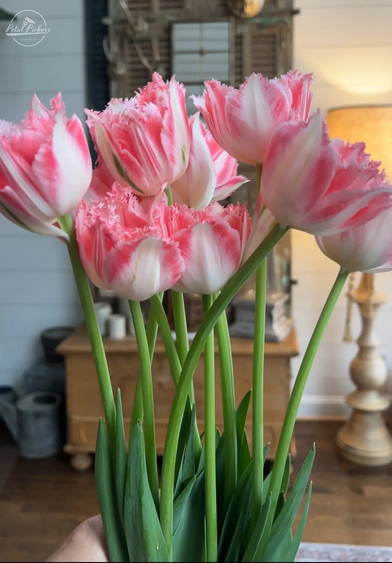 Tulip- Ranomi (10 Pack) PetalPickers