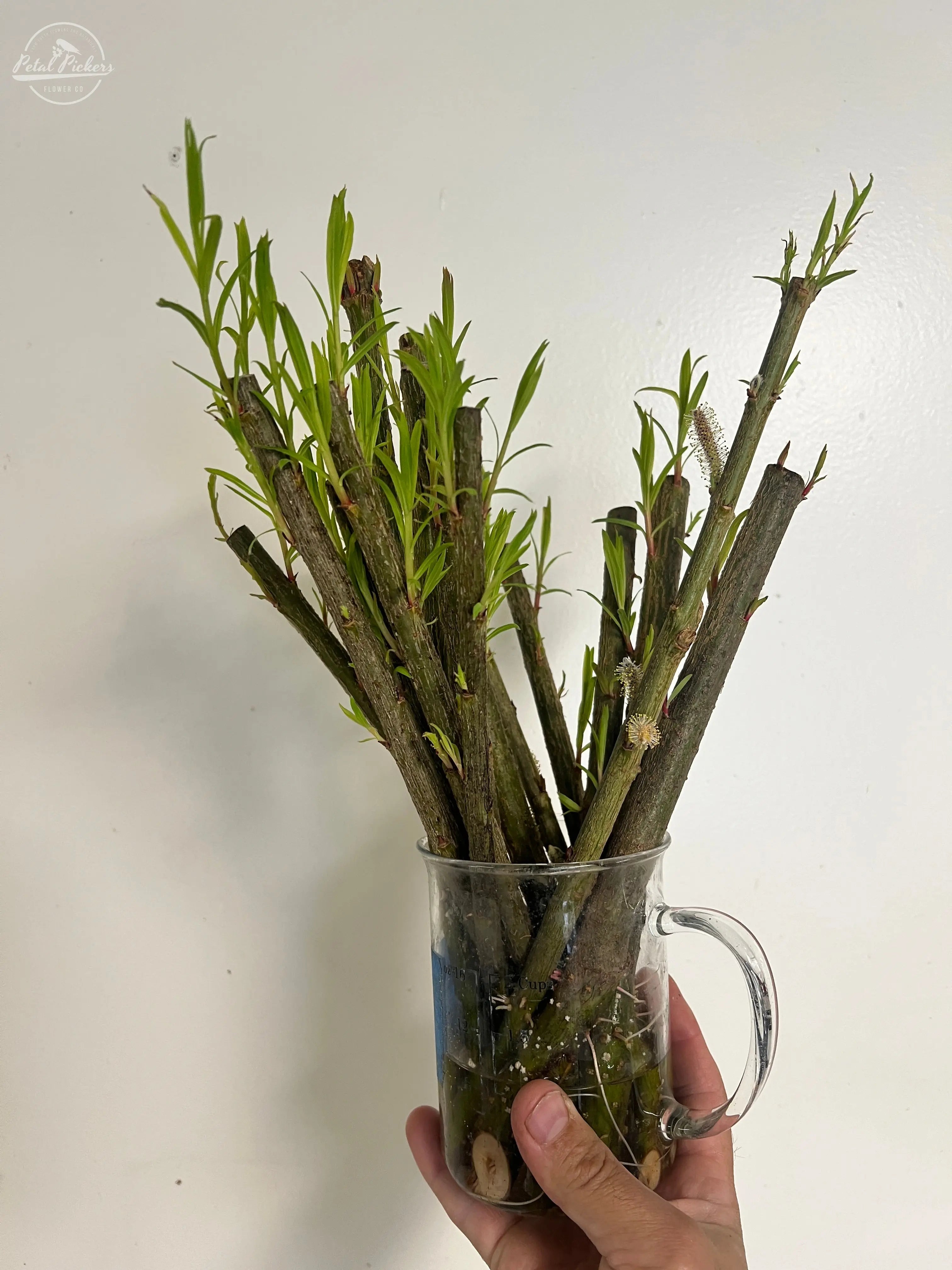 Unrooted “Heirloom Purple” Pussy Willow Cuttings PetalPickers RETAIL