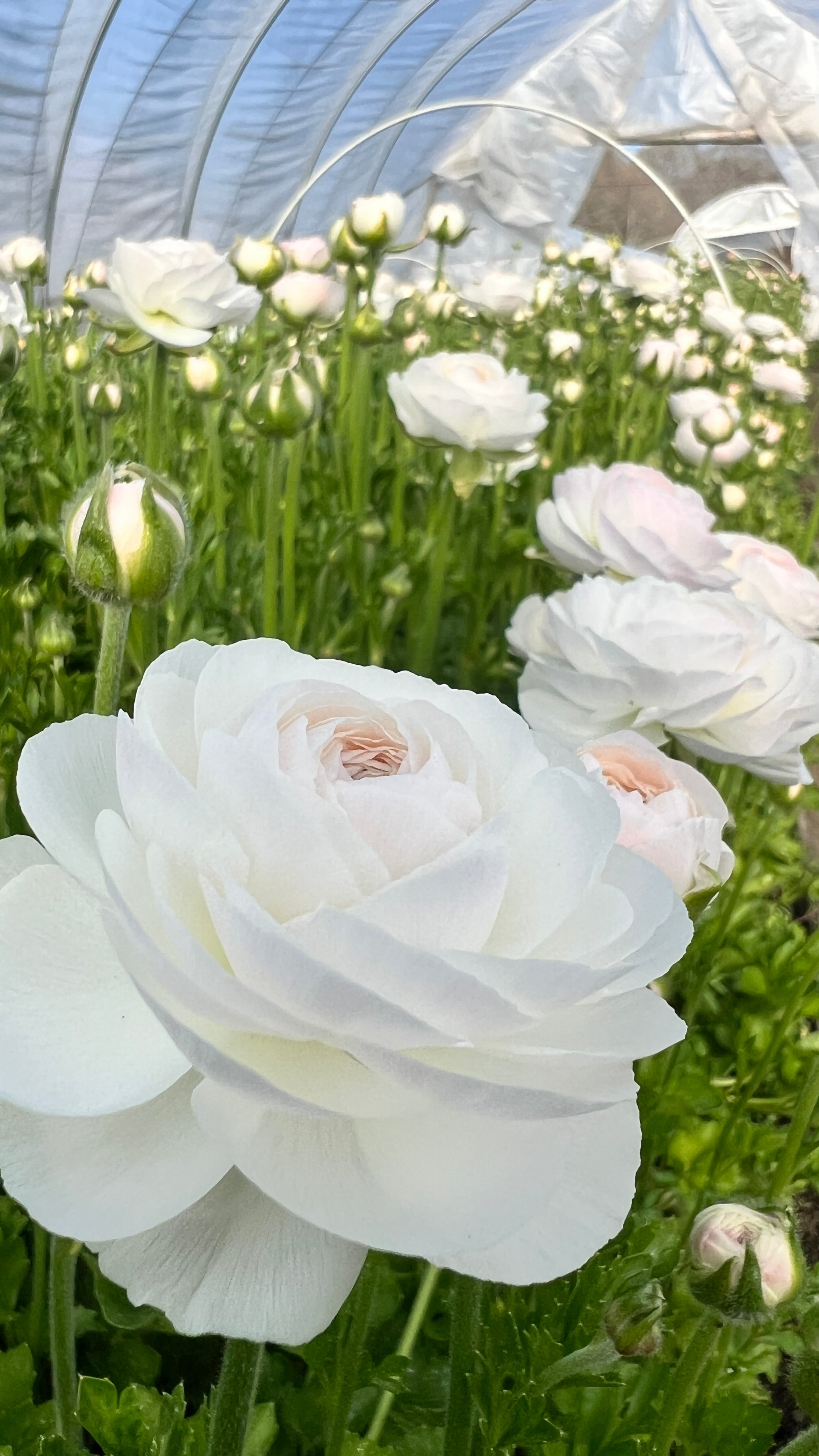 Ranunculus- Romance Courchevel