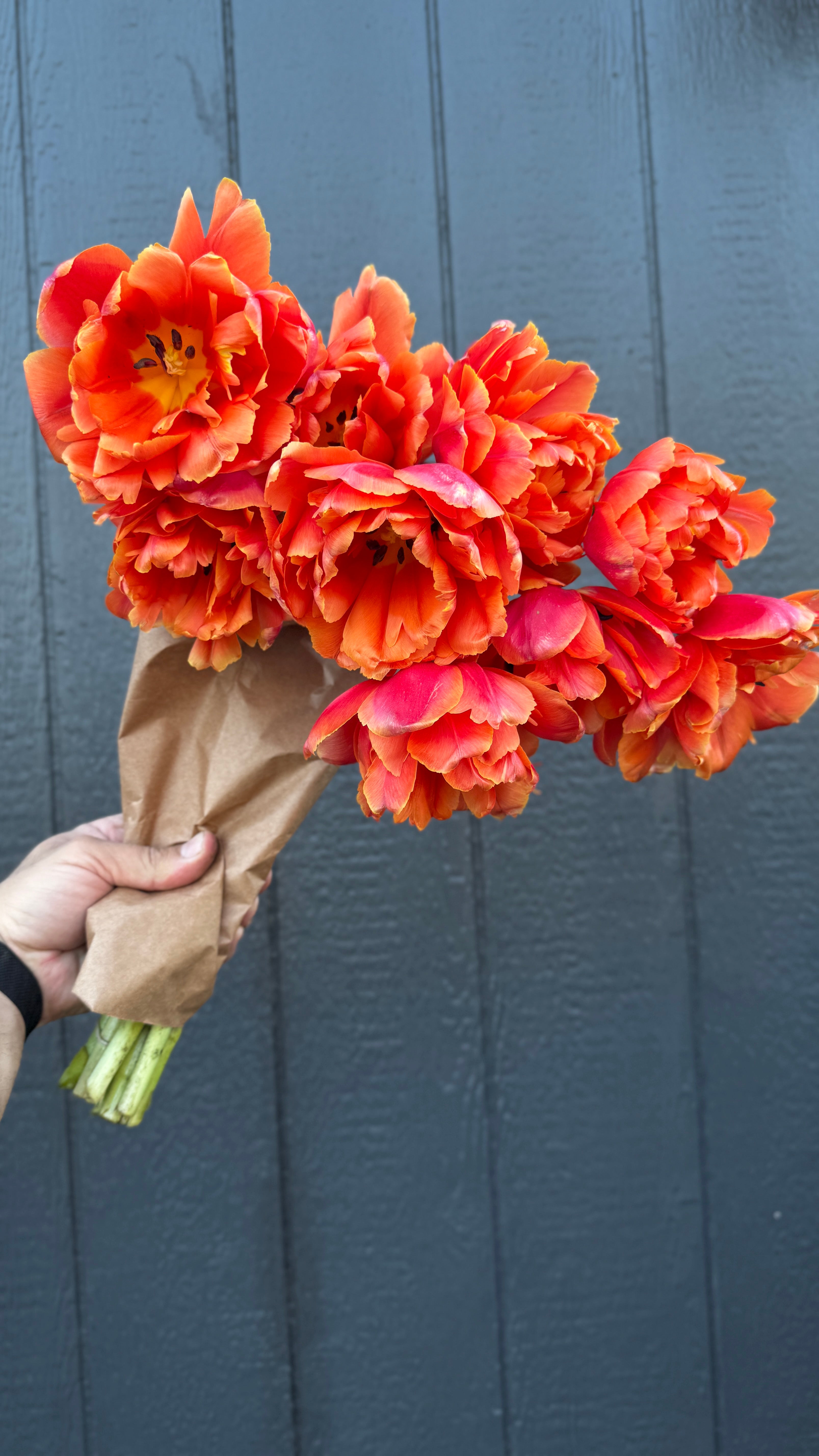 Tulip- Icoon (10 Pack)
