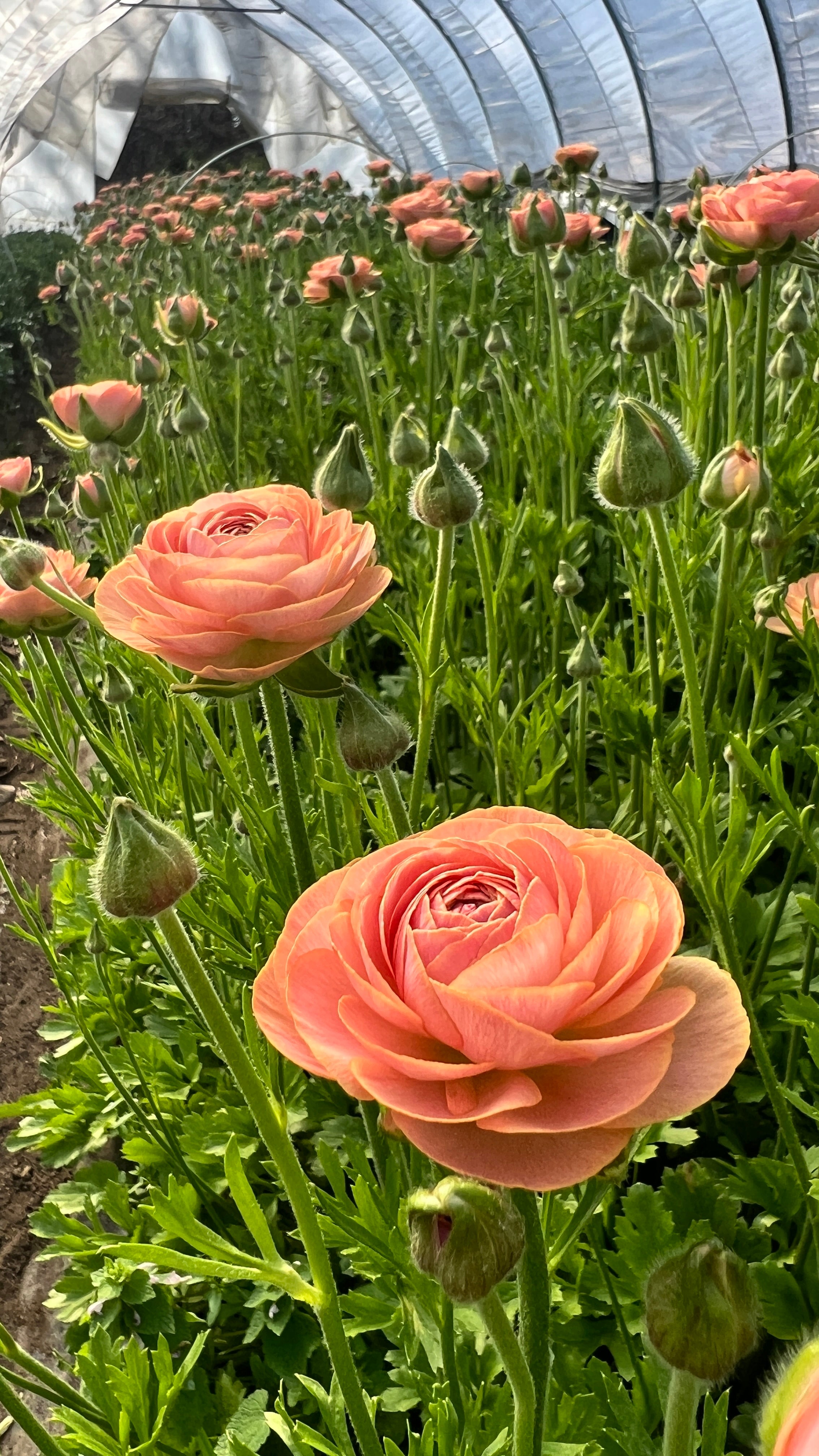 Ranunculus- Romance Nohant