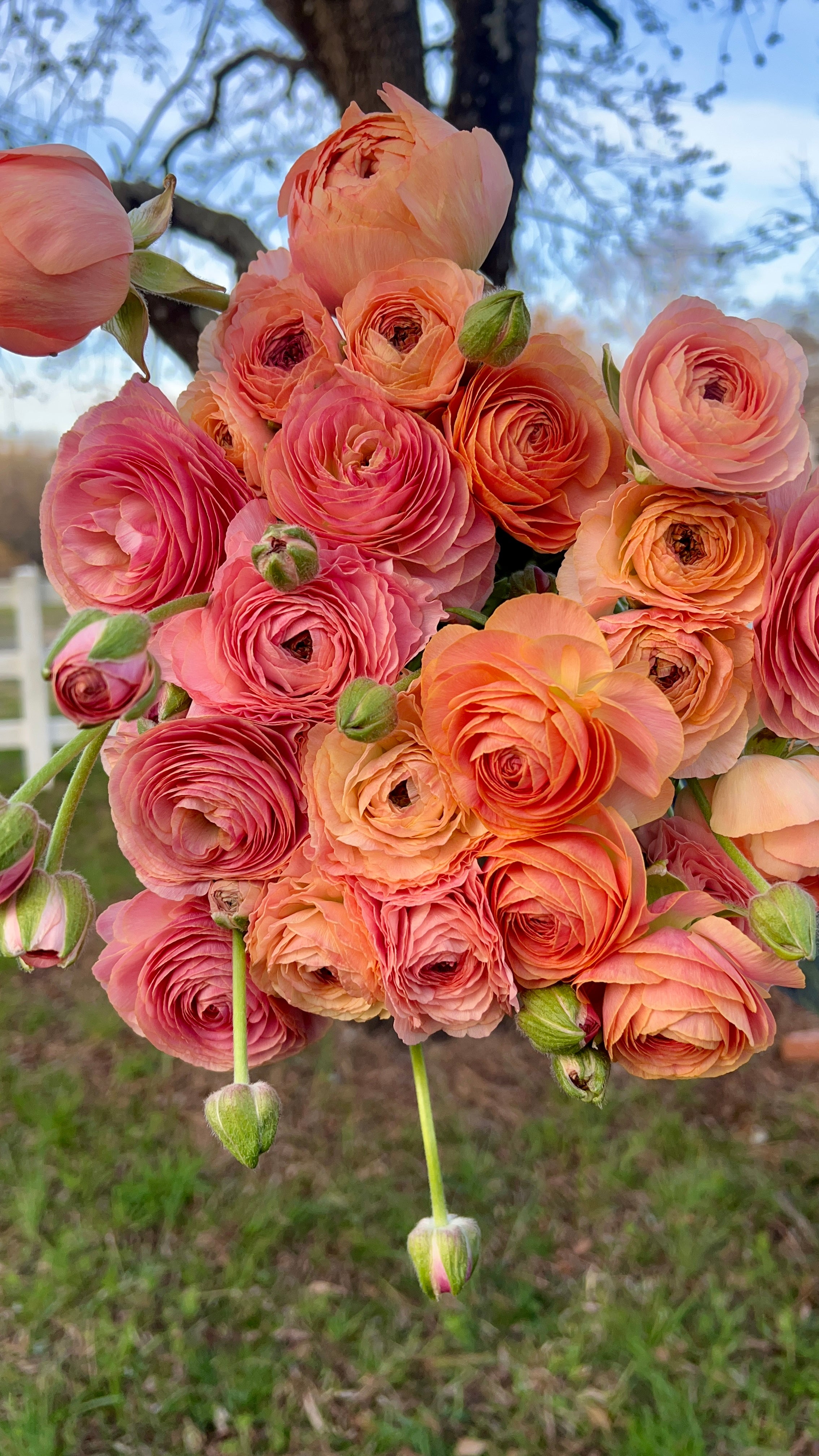 Ranunculus- Romance Nohant