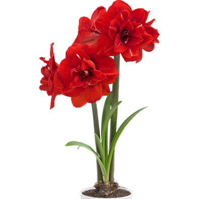 Amaryllis Red Victory