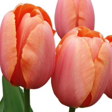 Tulip- Apricot Impression (10 Pack)