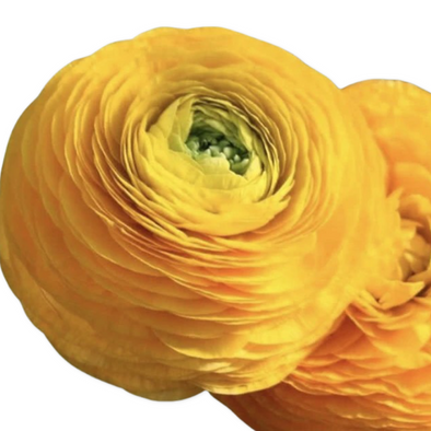 Ranunculus- Italian Giallo