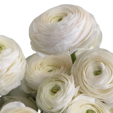 Ranunculus- Italian Bianco