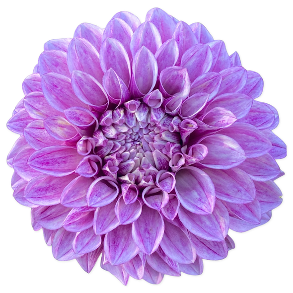 Rooted Cutting (5-pk) Dahlia-Jowey Louise