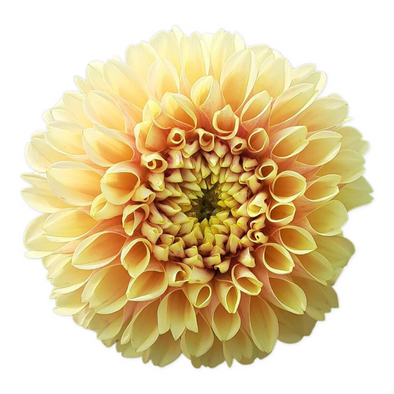 Rooted Cutting (5-pk) Dahlia-Sweet Suzanne